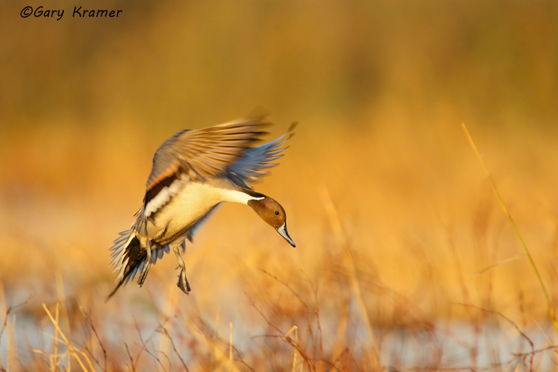 Northern Pintail (Anas acuta)  - NBWP#2088d(2)