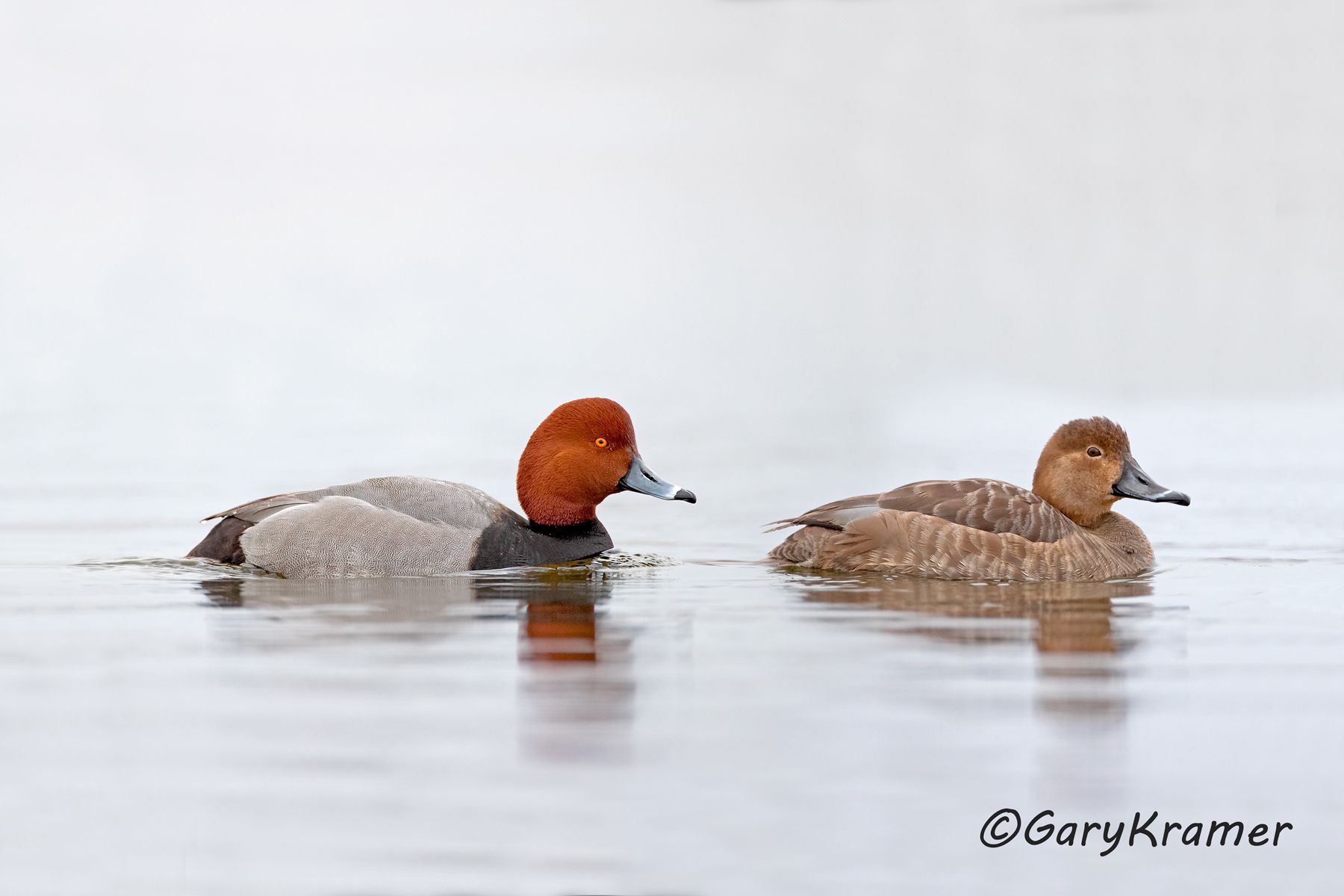 Redhead (Aythya americana) Redhead (Aythya americana) - NBWR#1727d(2)