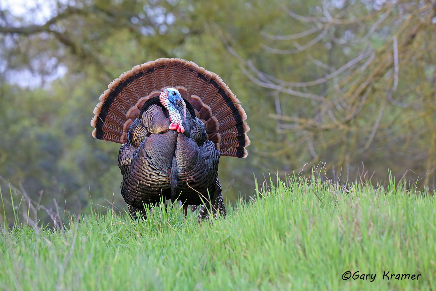 Wild Turkey (Rio Grande) (Meleagris gallopavo intermedia) by GaryKramer.net, 530-934-3873, gkramer@cwo.com Wild Turkey (Rio Grande) (Meleagris gallopavo intermedia) - NBGTr#3142d