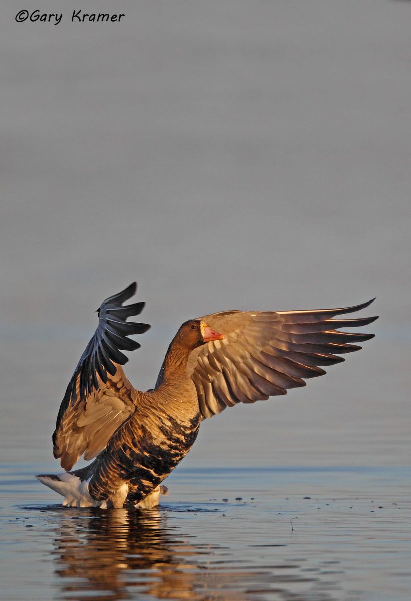 White-fronted Goose (Anser albifrons) - NBWWf#1111d(2)