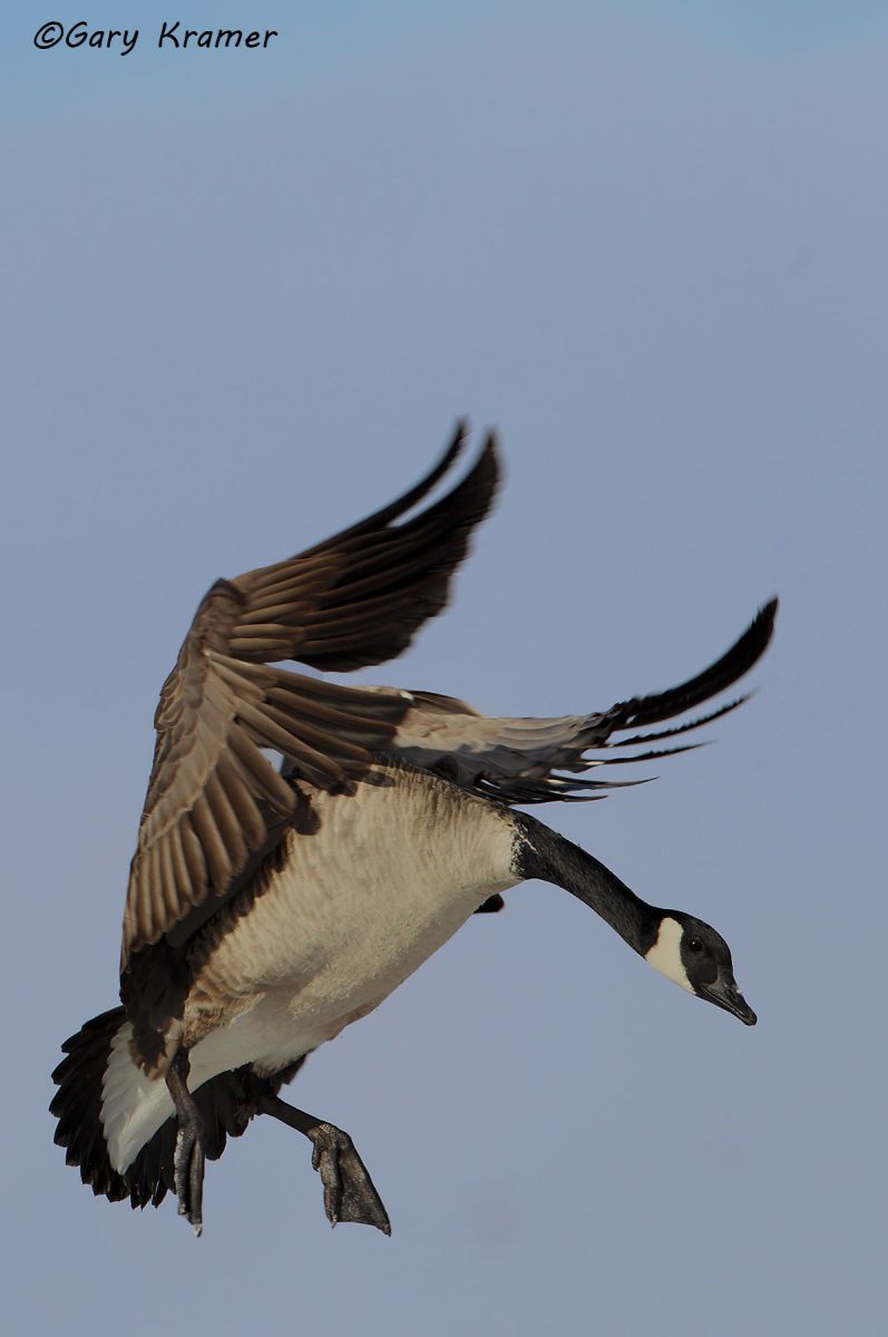 Canada Goose (Branta canadensis maxima) Canada Goose (Giant) (Branta canadensis maxima) - NBWCg#747d