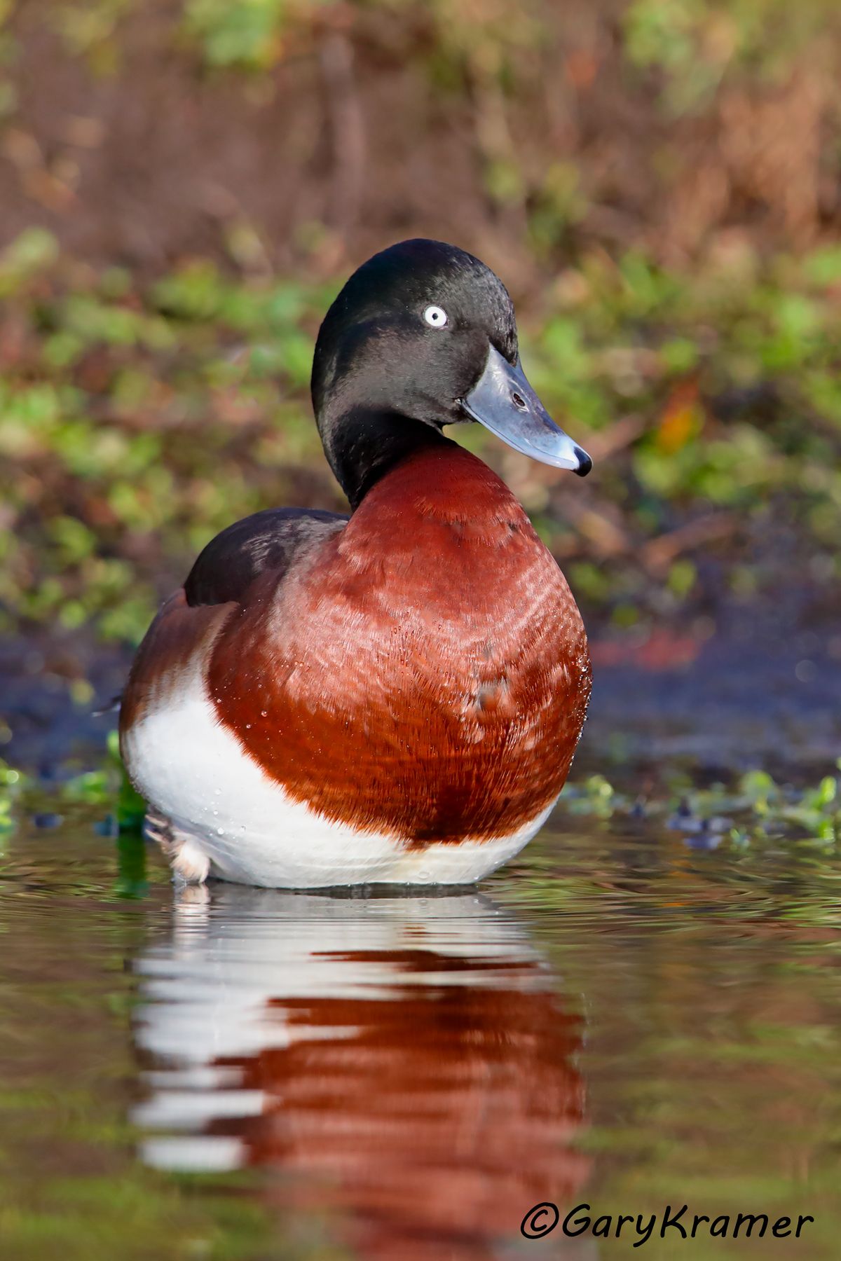 Baer's Pochard (Aythya baeri)  Baer's Pochard (Aythya baeri) - EBWB#033d(2)