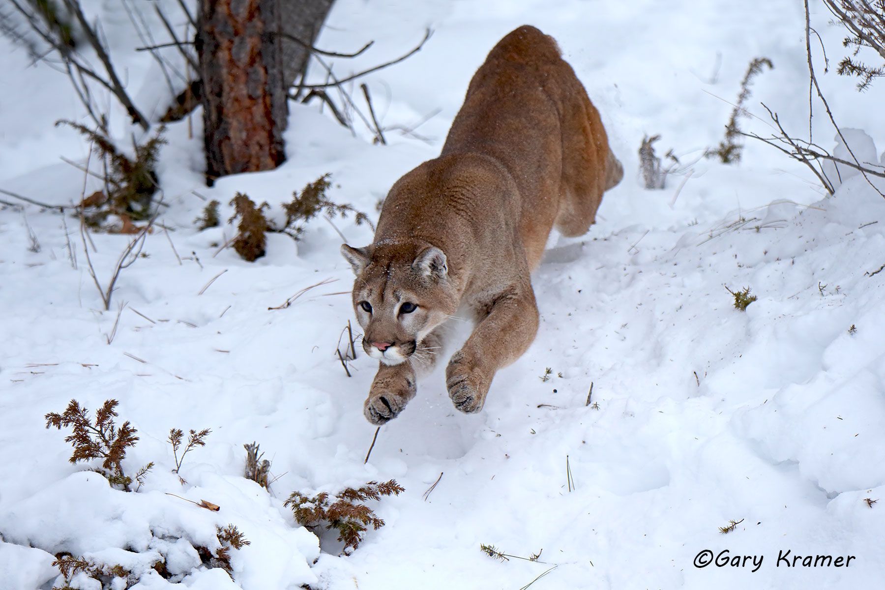 Mountain Lion (Felis concolor) by GaryKramer.net, 530-934-3873, gkramer@cwo.com Mountain Lion (Cougar) (Felis concolor) - NMCM#693d