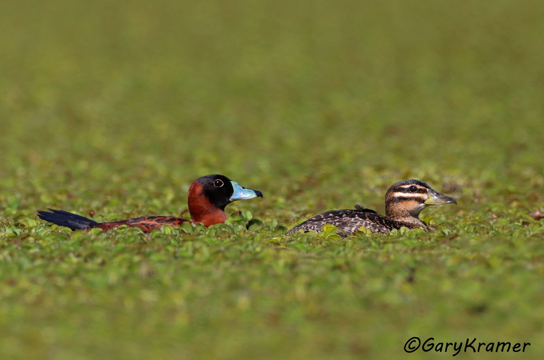 Masked Duck (Nomonyx donimica) - SBWDmn#290d(2) (Colombia)