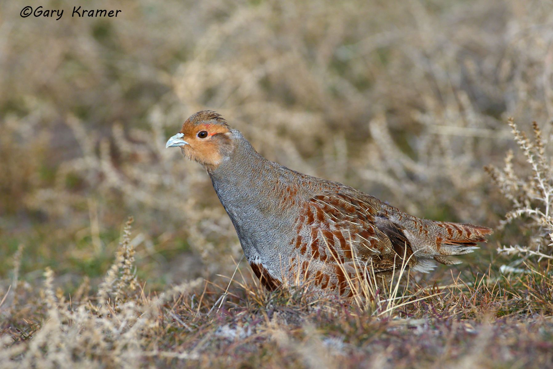 Gray (Hungarian) Partridge (Perdix perdix) Gray (Hungarian) Partridge (Perdix perdix) - NBGGp#255d