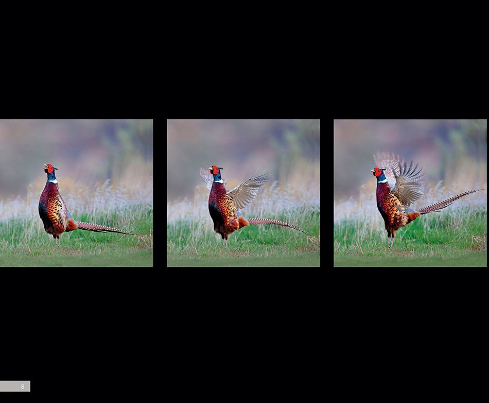 1r2_ring_necked_pheasant__page_5ax.jpg