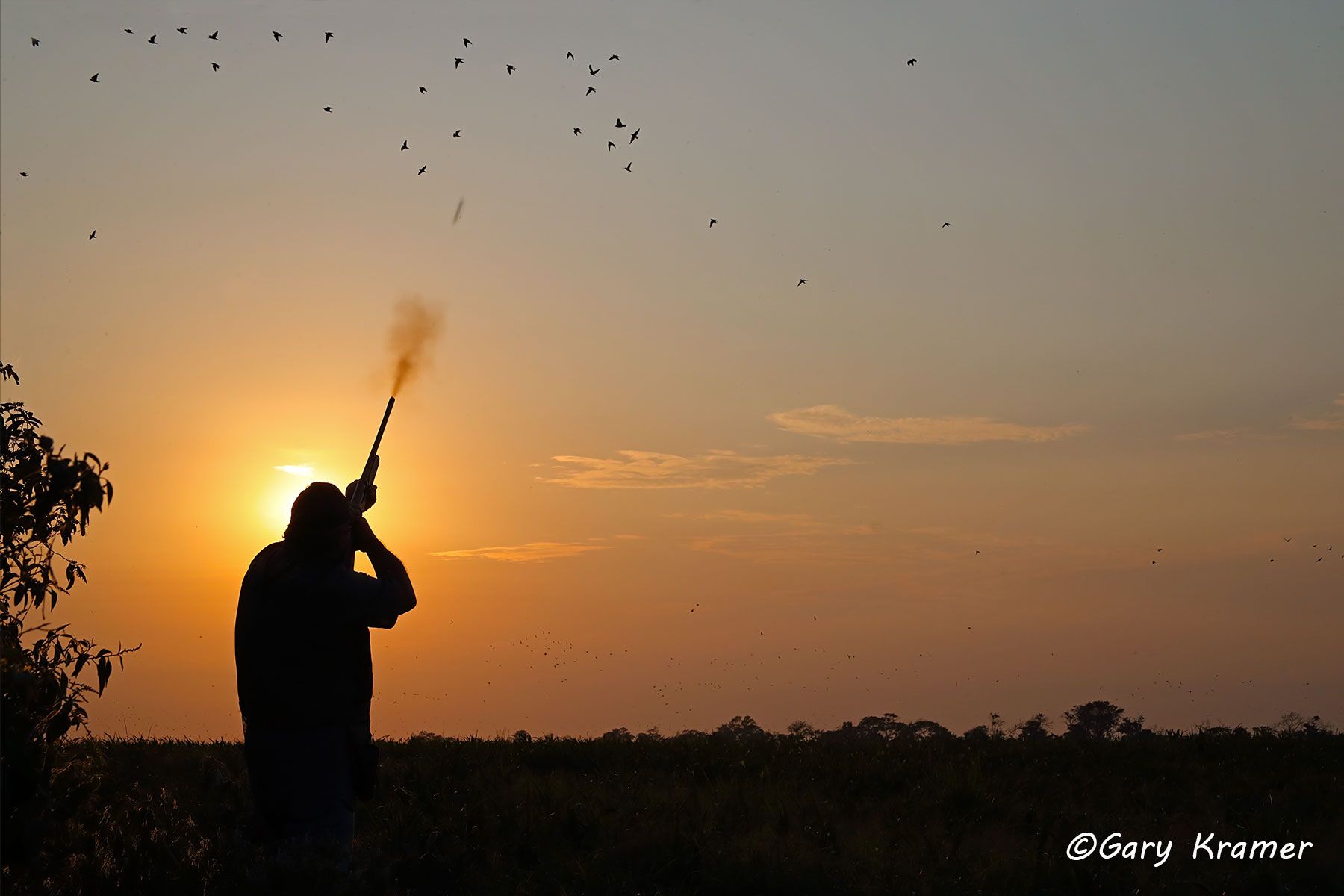 Hunter shooting at Eared Doves at Sunrise/Sunset, Bolivia Hunter shooting at Eared Doves at Sunrise/Sunset, Bolivia - SHDess#041d