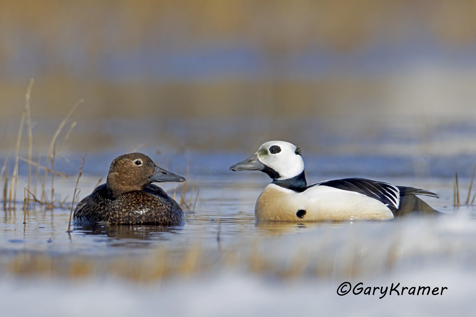 Steller's Eider (Polysticta stelleri) - NBWEt#775d(2)