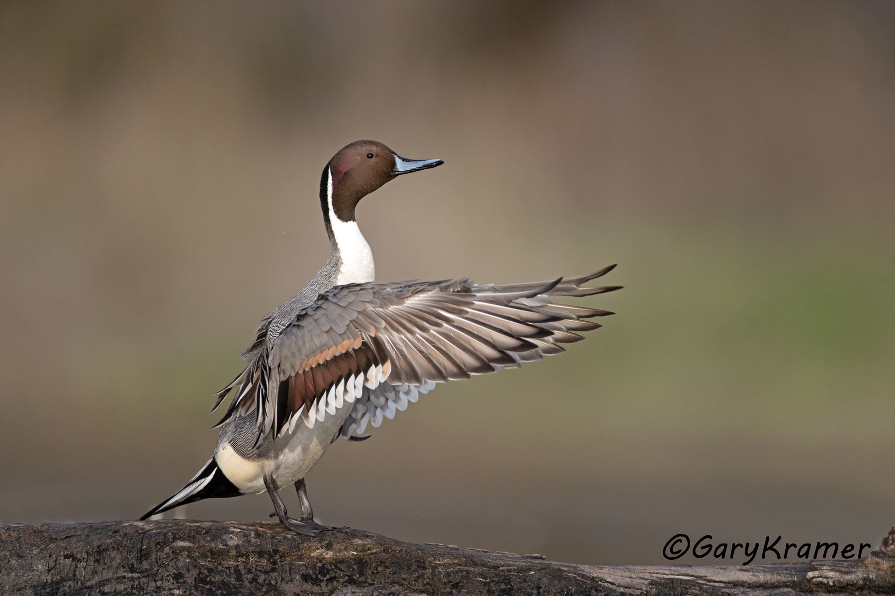 Northern Pintail (Anas acuta) - NBWP#059d