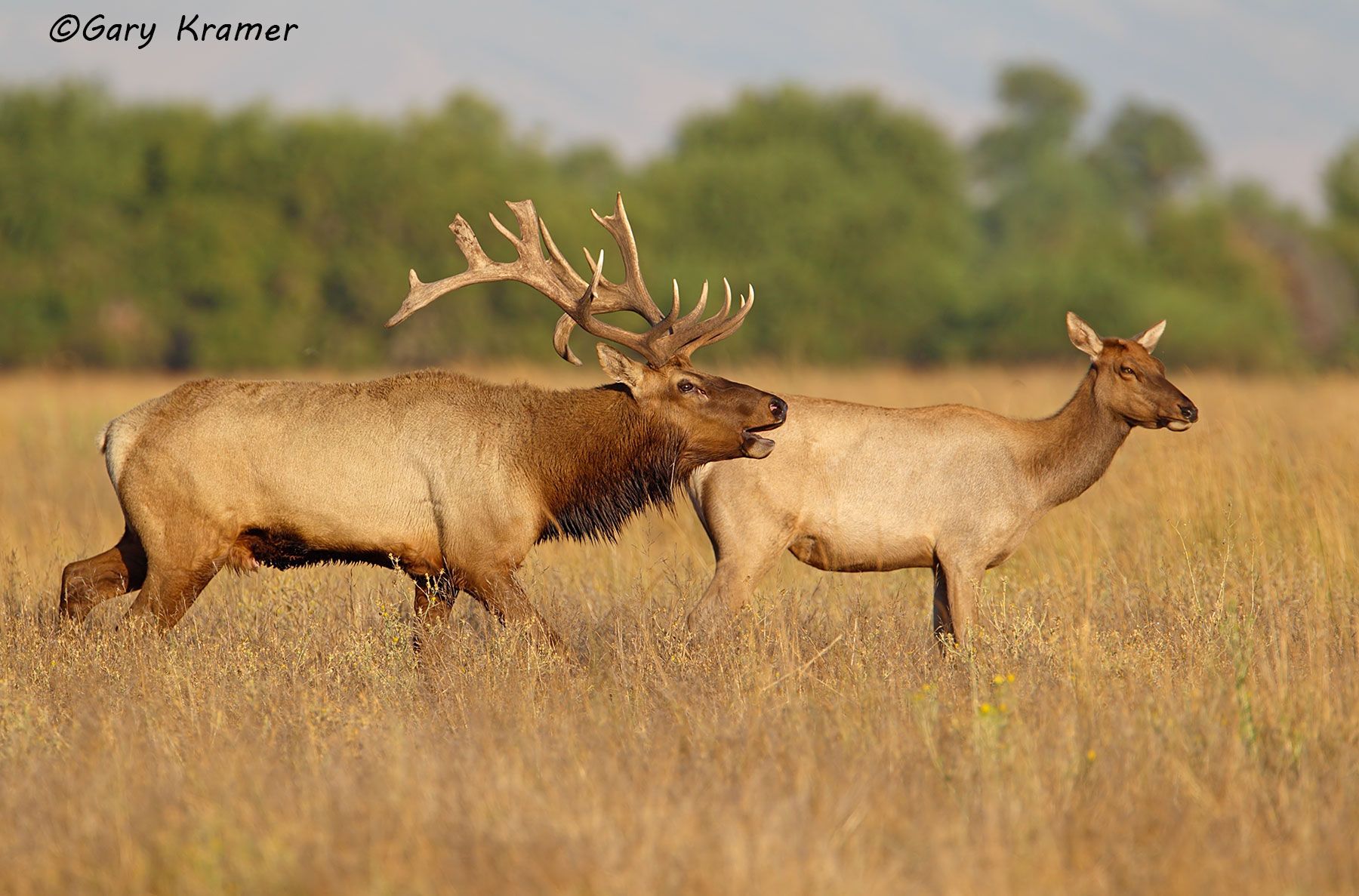 Tule Elk (Cervus elaphus nannodes) - NMET#909d