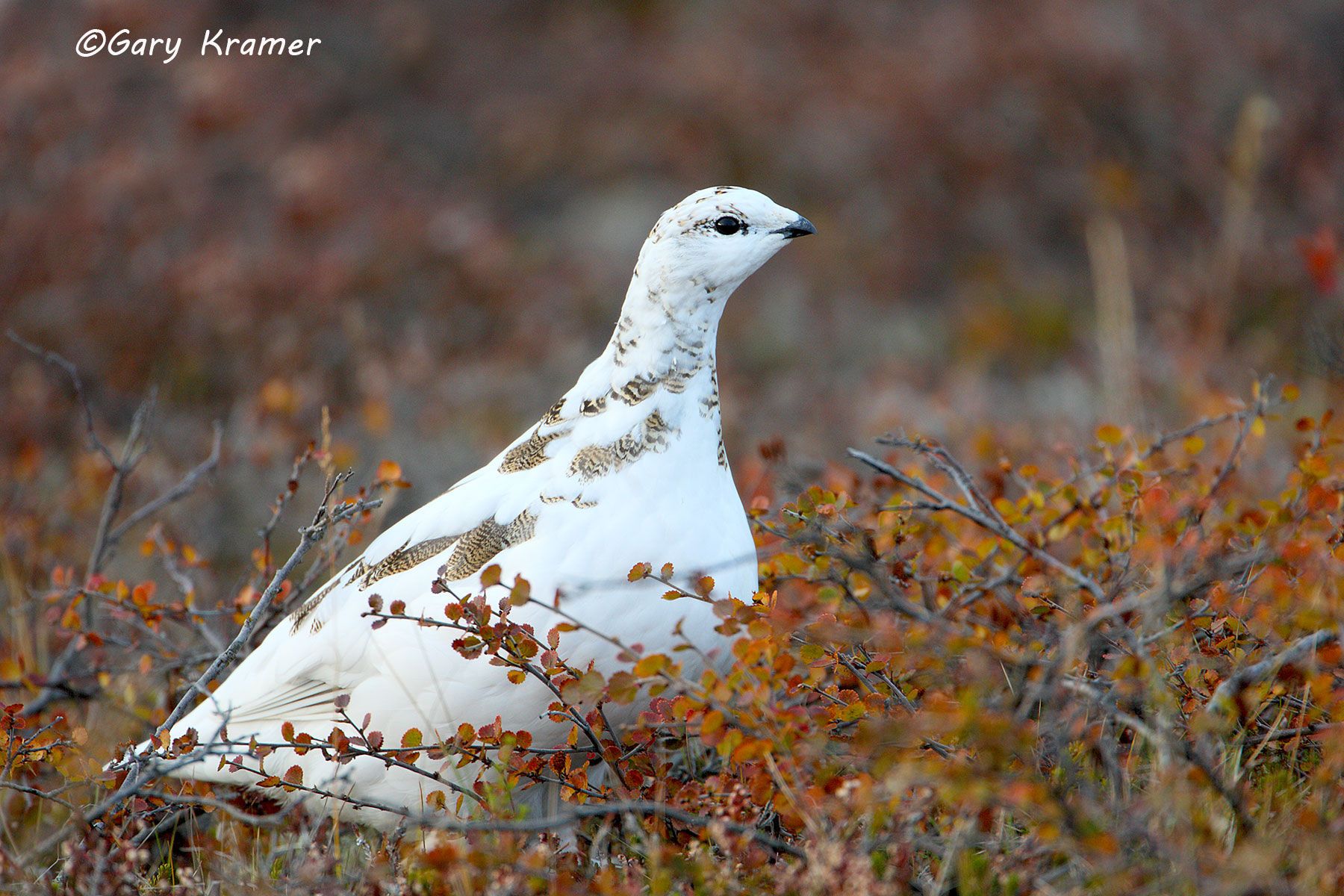Rock Ptarmingan (summer - fall) (Lagopus mutus) - NBGPr#026d