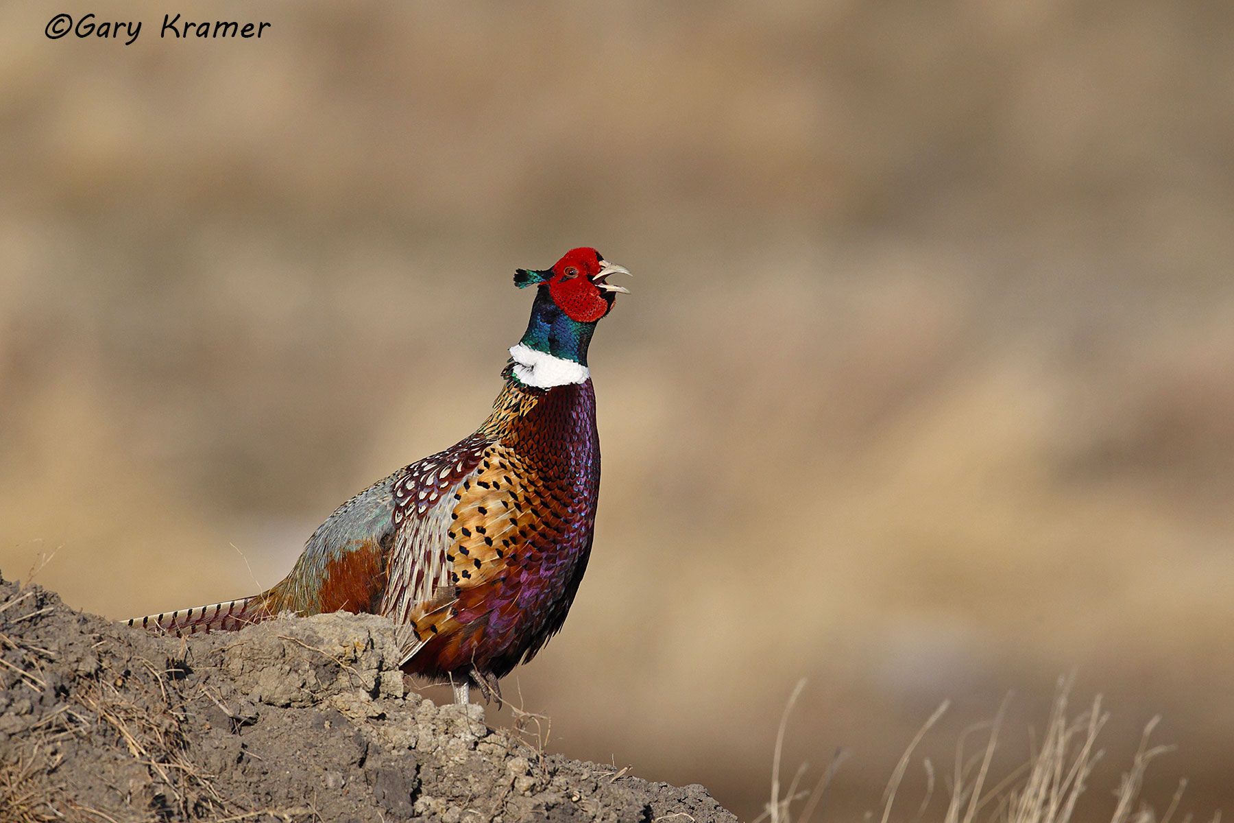 Ring-necked Pheasant (Phasianus colchicus) by GaryKramer.net, 530-934-3873, gkramer@cwo.com Ring-necked Pheasant (Phasianus colchicus) - NBGP#1523d