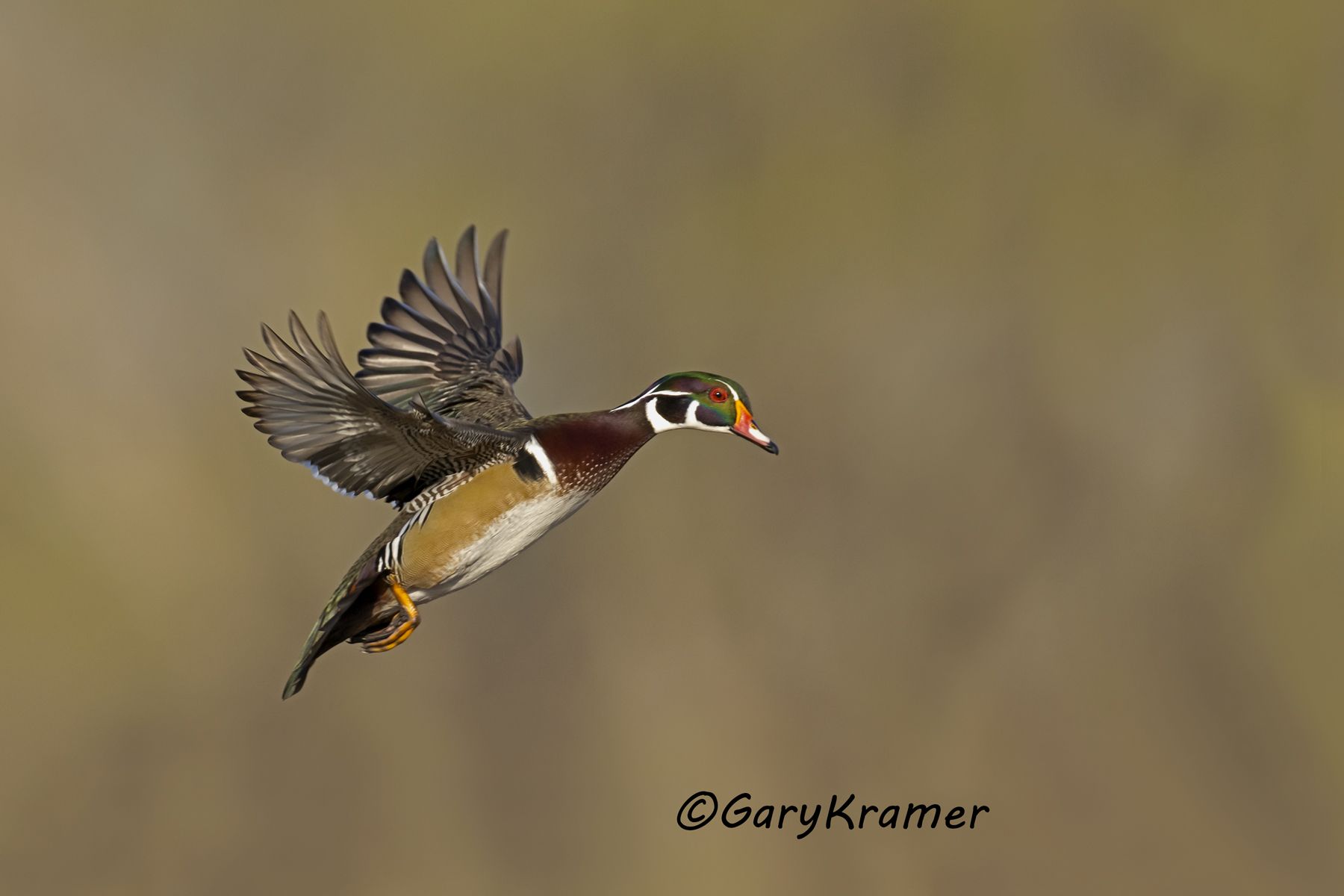 Wood Duck (Aix sponsa) - NBWWd#1792d
