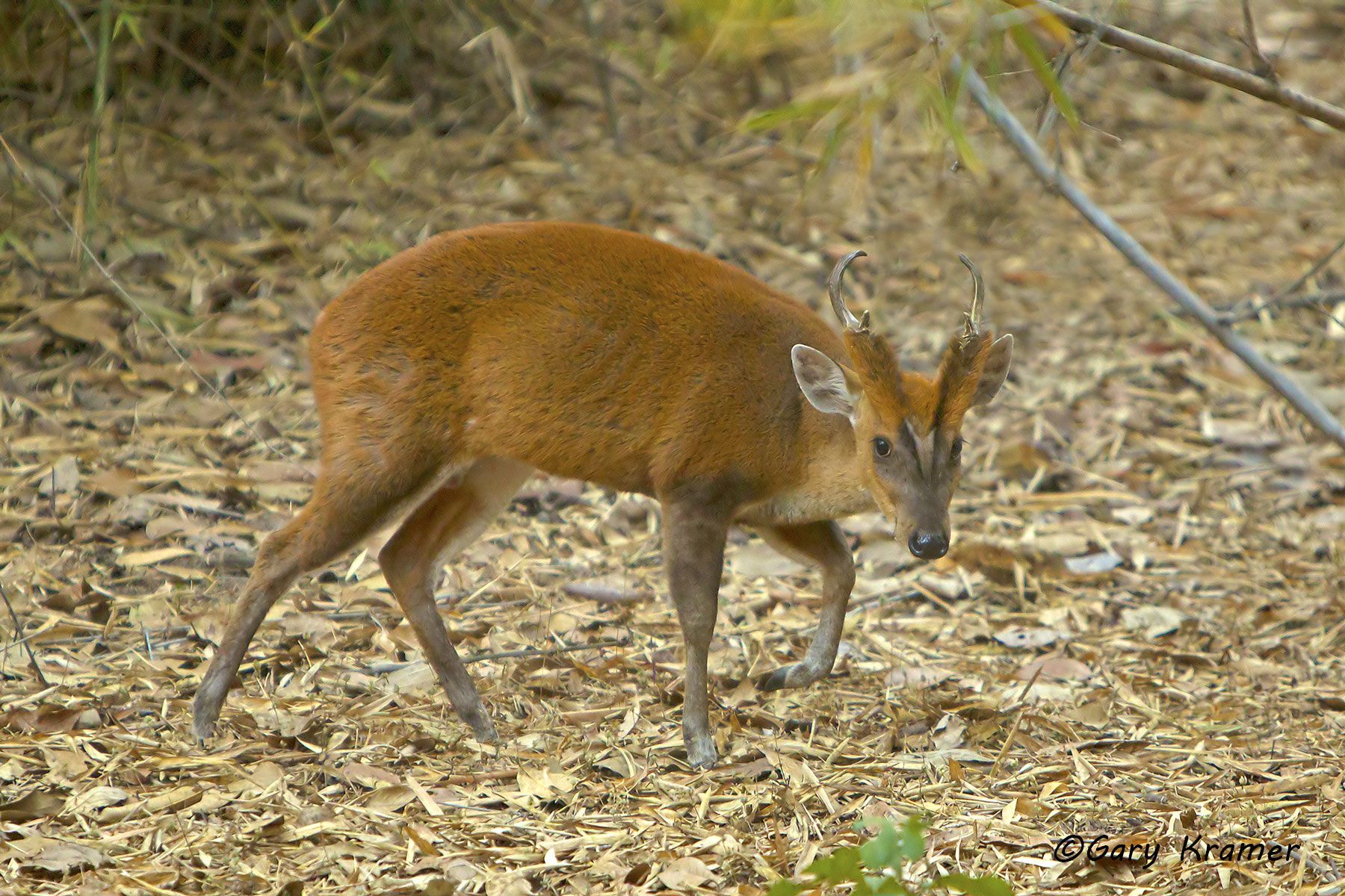 Barking Deer (Muntjac) (Muntiacus muntjac) Barking Deer (Muntjac) (Muntiacus muntjac) - IMDm#006d