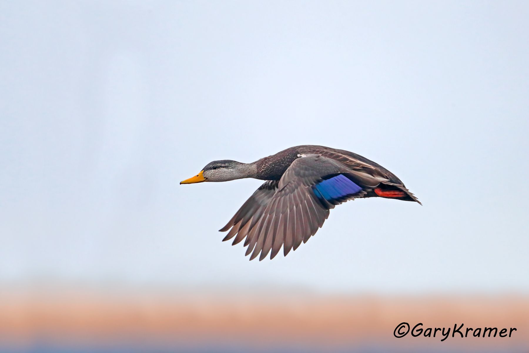 American Black Duck (Anas rubripes) American Black Duck (Anas rubripes) - NBWBd#1097d(3)