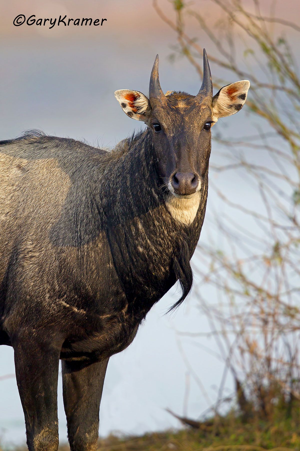 Blue Bull (Nilgi) (Boselaphus tragocamelus) - IMBb#005d