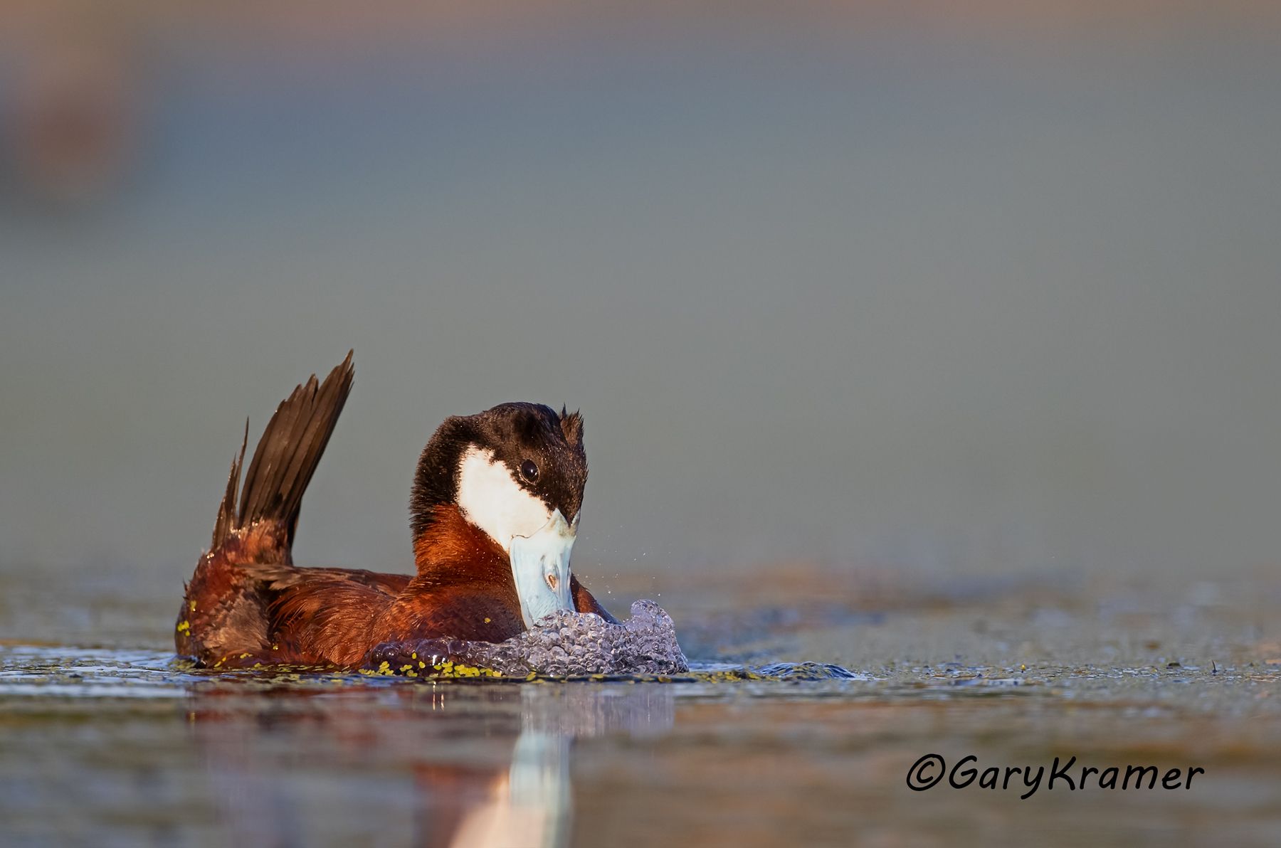 Ruddy Duck (spring) (Oxyura jamaicensis) Ruddy Duck (spring) (Oxyura jamaicensis) - NBWRs#1362d