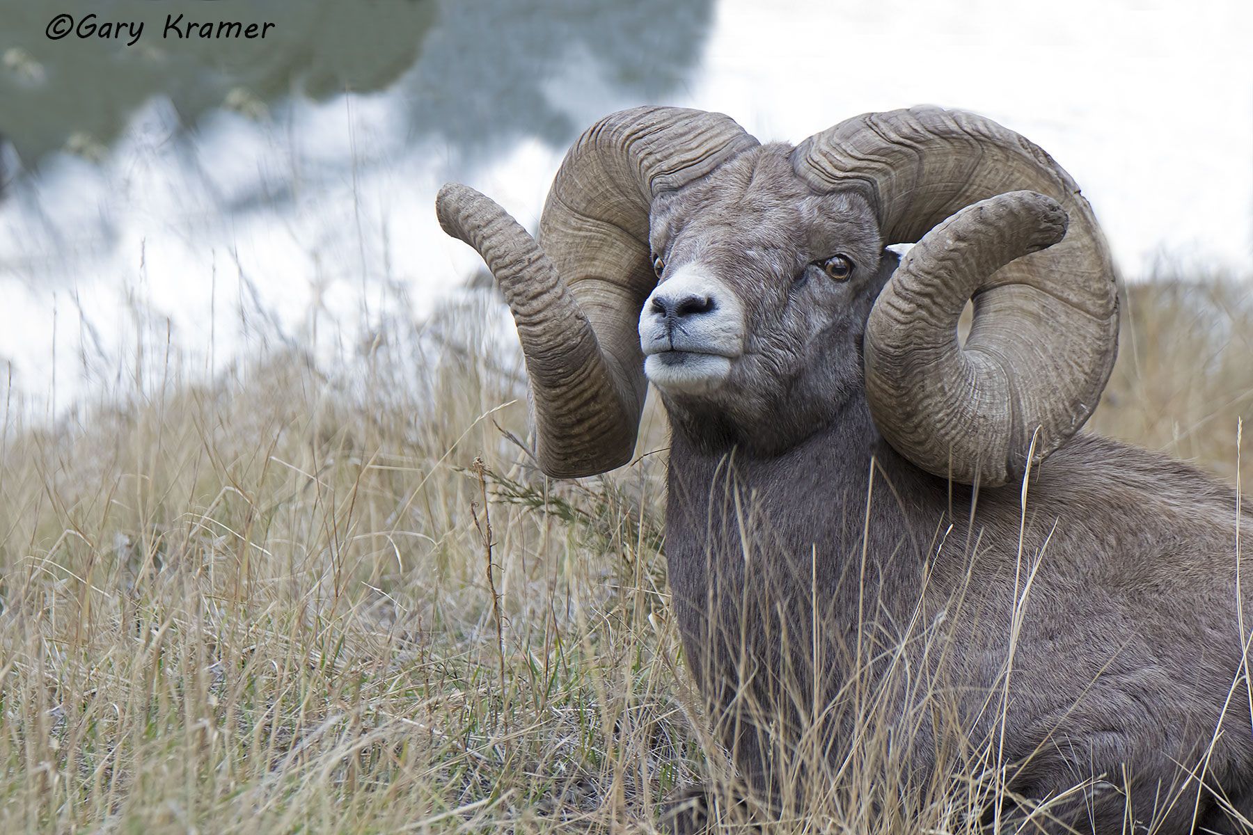 Rocky Mountain Bighorn (Ovis canadensis canadensis) by GaryKramer.net, 530-934-3873, gkramer@cwo.com Rocky Mountain Bighorn (Ovis canadensis canadensis) - NMSBr#793d(2)