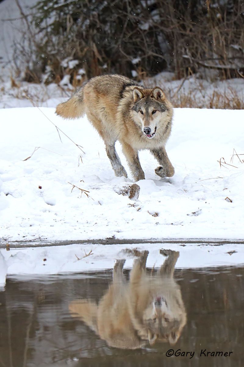 Gray Wolf (Canis lupus) - NMWg#2051d(2)