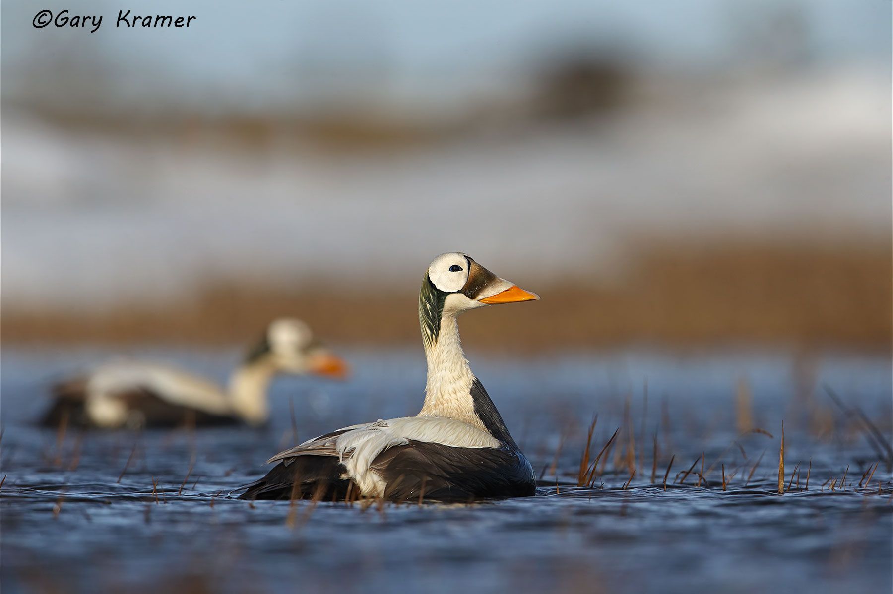 Spectacled Eider (Somateria fischeri) Spectacled Eider (Somateria fischeri) - NBWEs#847d