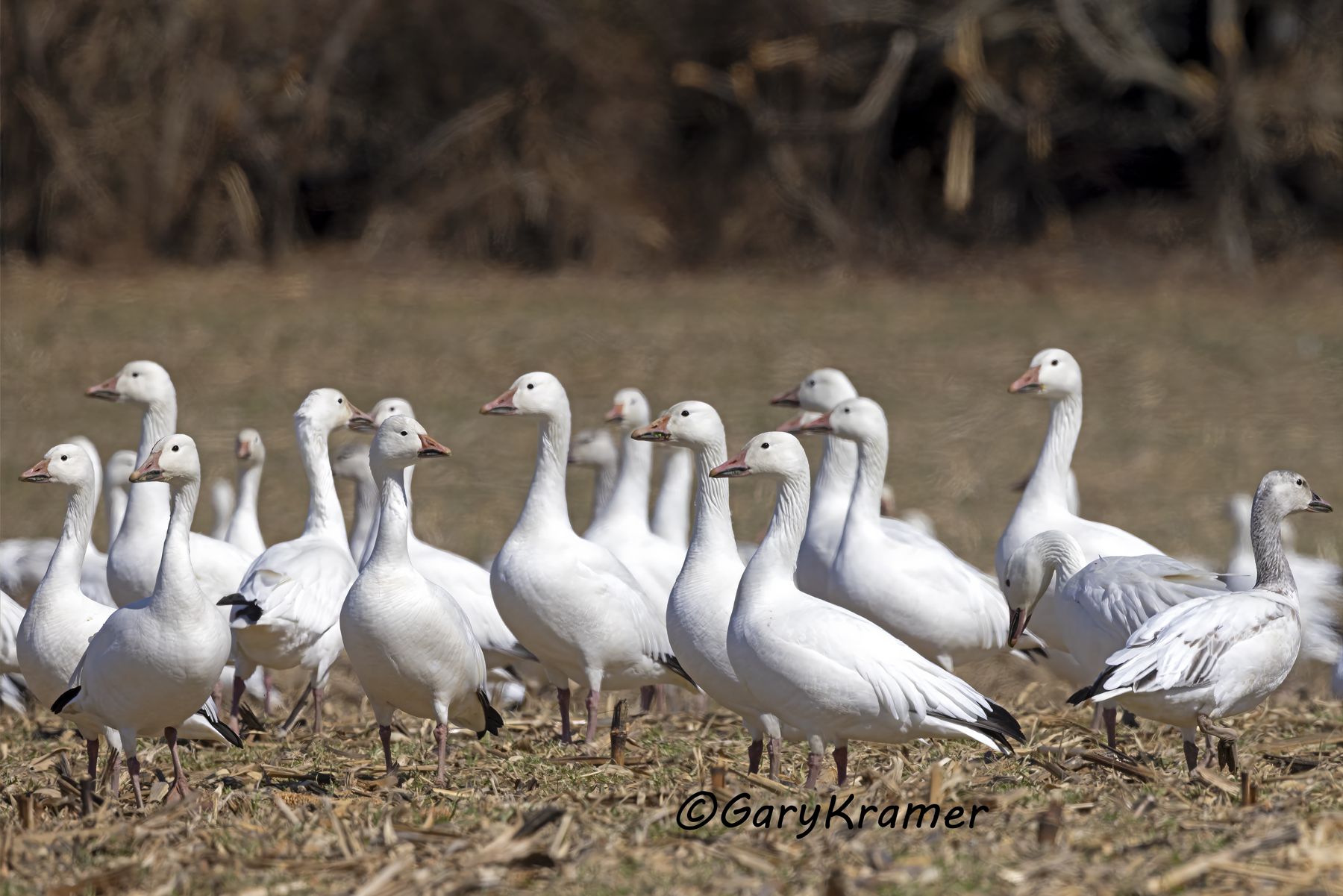 Greater Snow Goose (Chen caerulescens atlantica) - NBWSa#656d