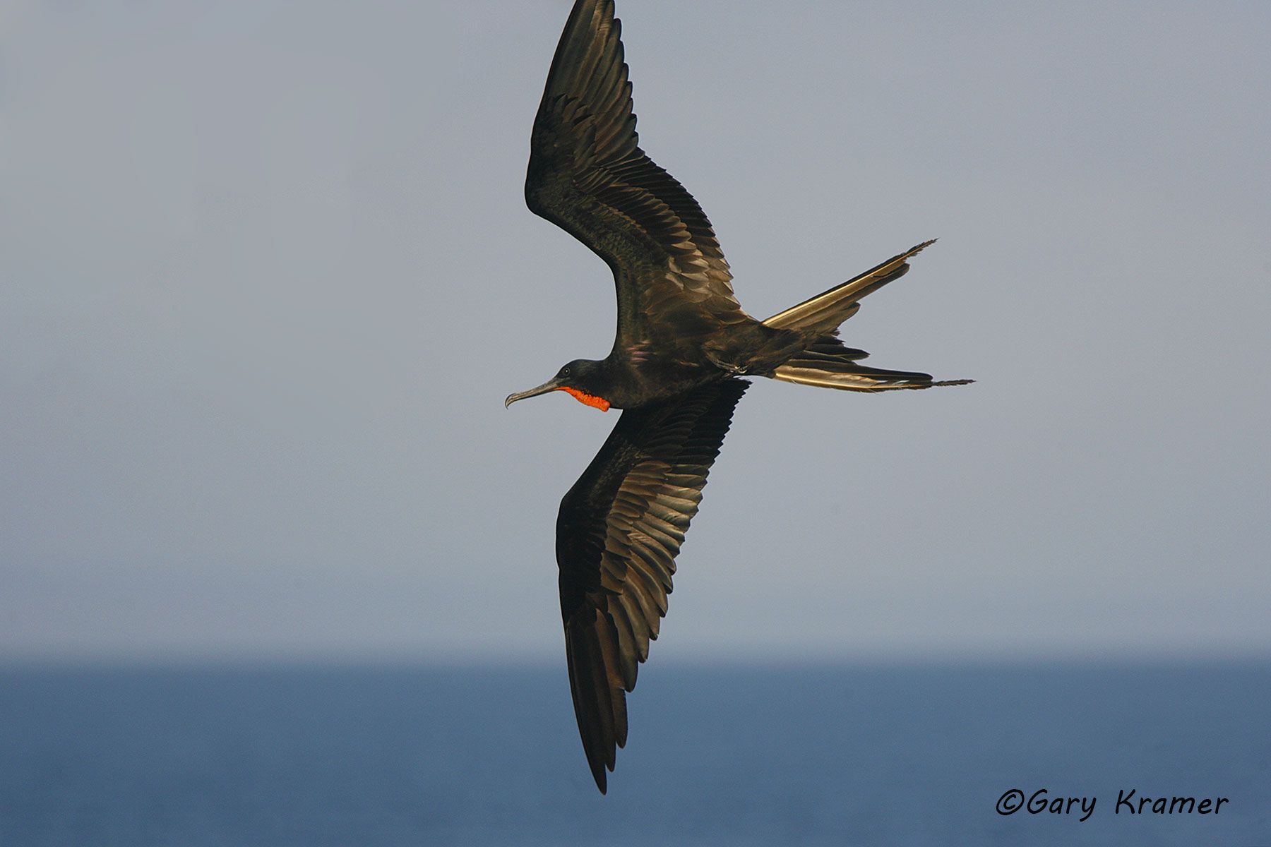 Magnificent Frigatebird (Fregata magnificens) - NBF#029d.jpg