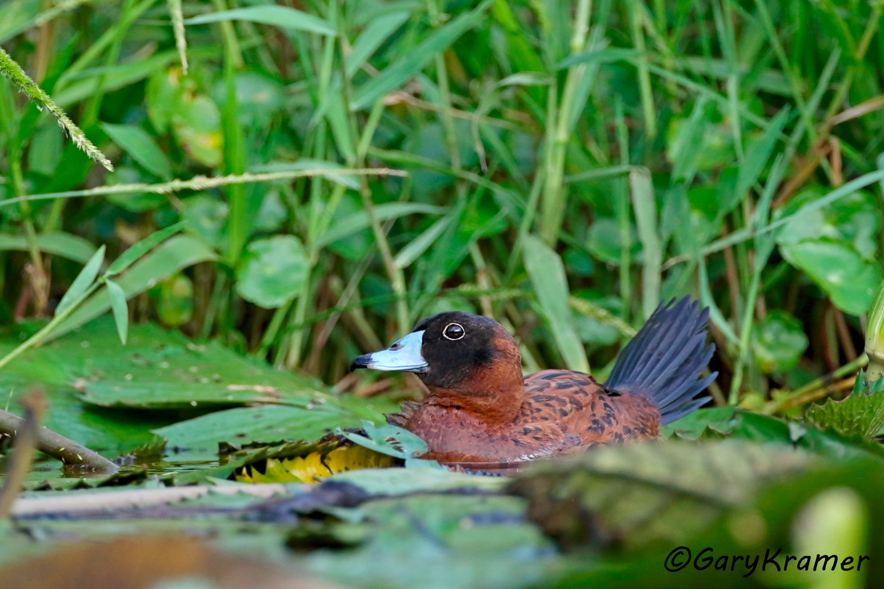Masked Duck (Nomonyx donimica) - SBWDmn#194d (Colombia)