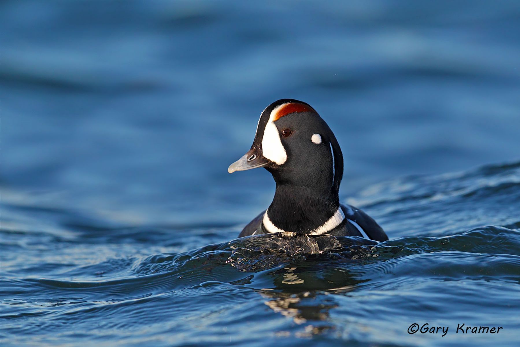Harlequin Duck (Histrionicus histrionicus) Harlequin Duck (Histrionicus histrionicus) - NBWH#341d