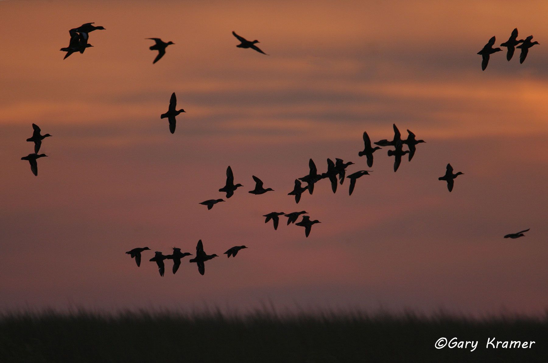 Green-winged Teal (Anas carolinensis) by GaryKramer.net, 530-934-3873, gkramer@cwo.com Green-winged Teal (Anas carolinensis) - NBWTg#382d