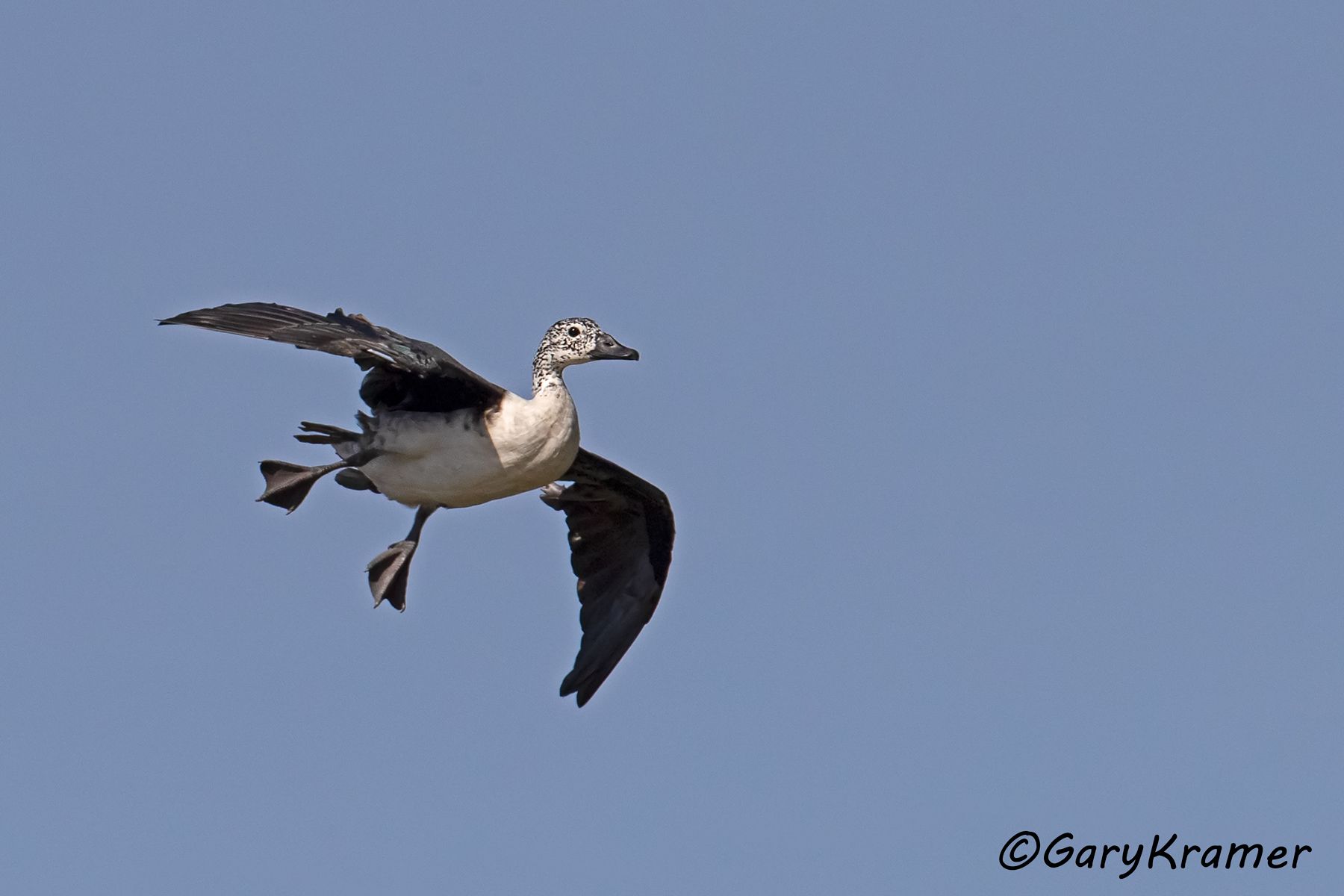 Comb Duck (Sarkidiornis sylvicola) - SBWC#048d (Colombia)