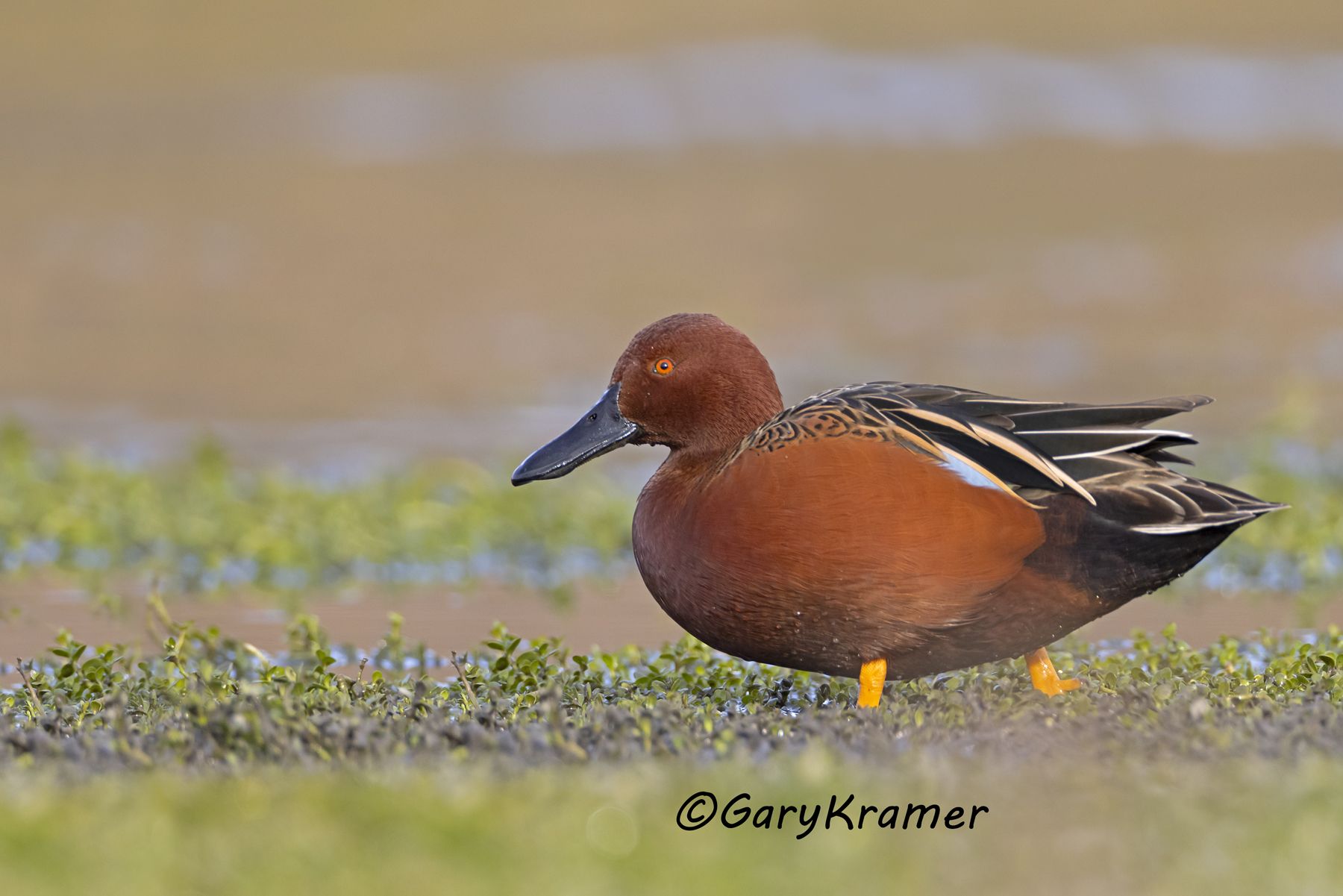 Cinnamon Teal (Anas cyanoptera) - NBWTc#831d