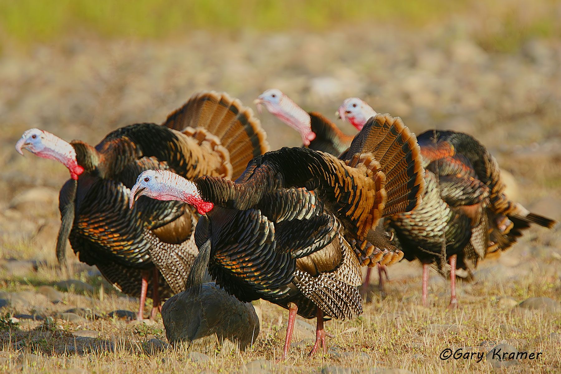 Wild Turkey (Rio Grande) (Meleagris gallopavo intermedia) by GaryKramer.net, 530-934-3873, gkramer@cwo.com Wild Turkey (Rio Grande) (Meleagris gallopavo intermedia) - NBGTr#997d