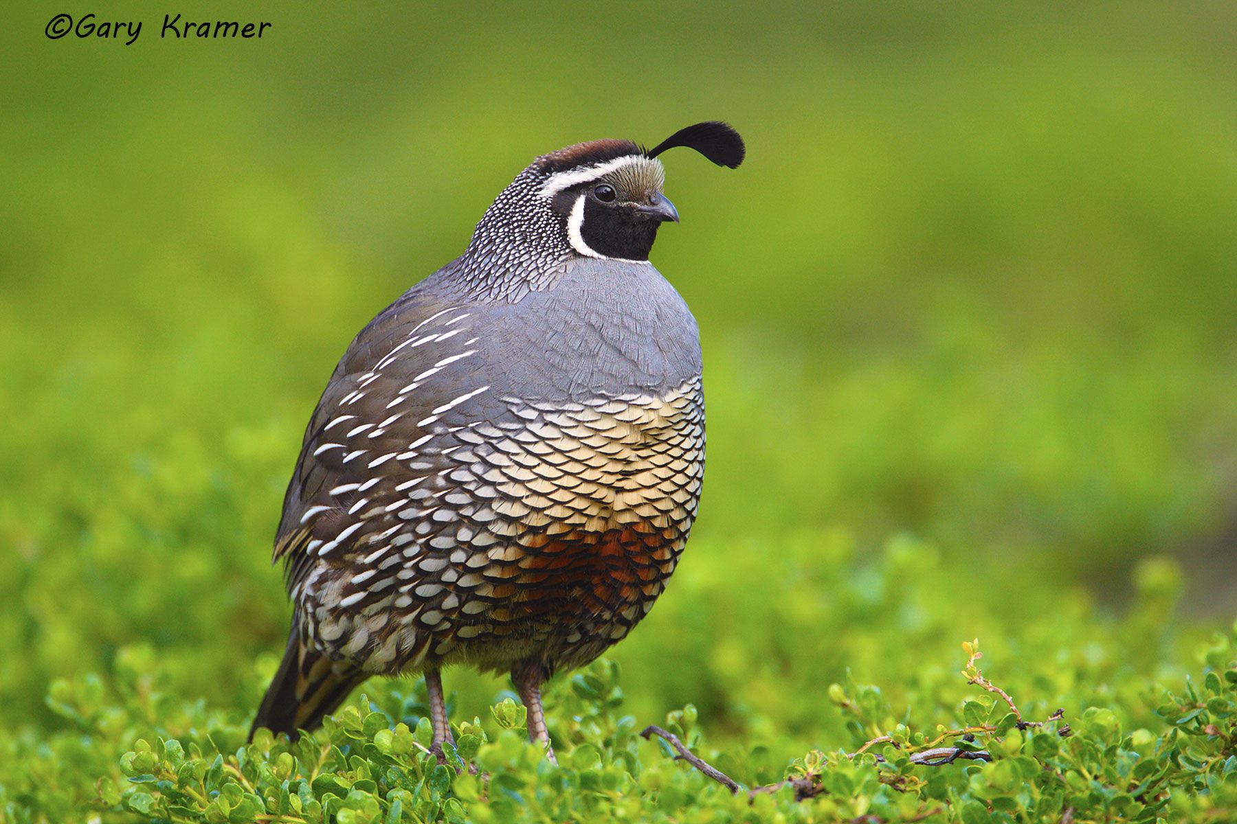 California Quail (Callipepla californica) - NBGQc#595d