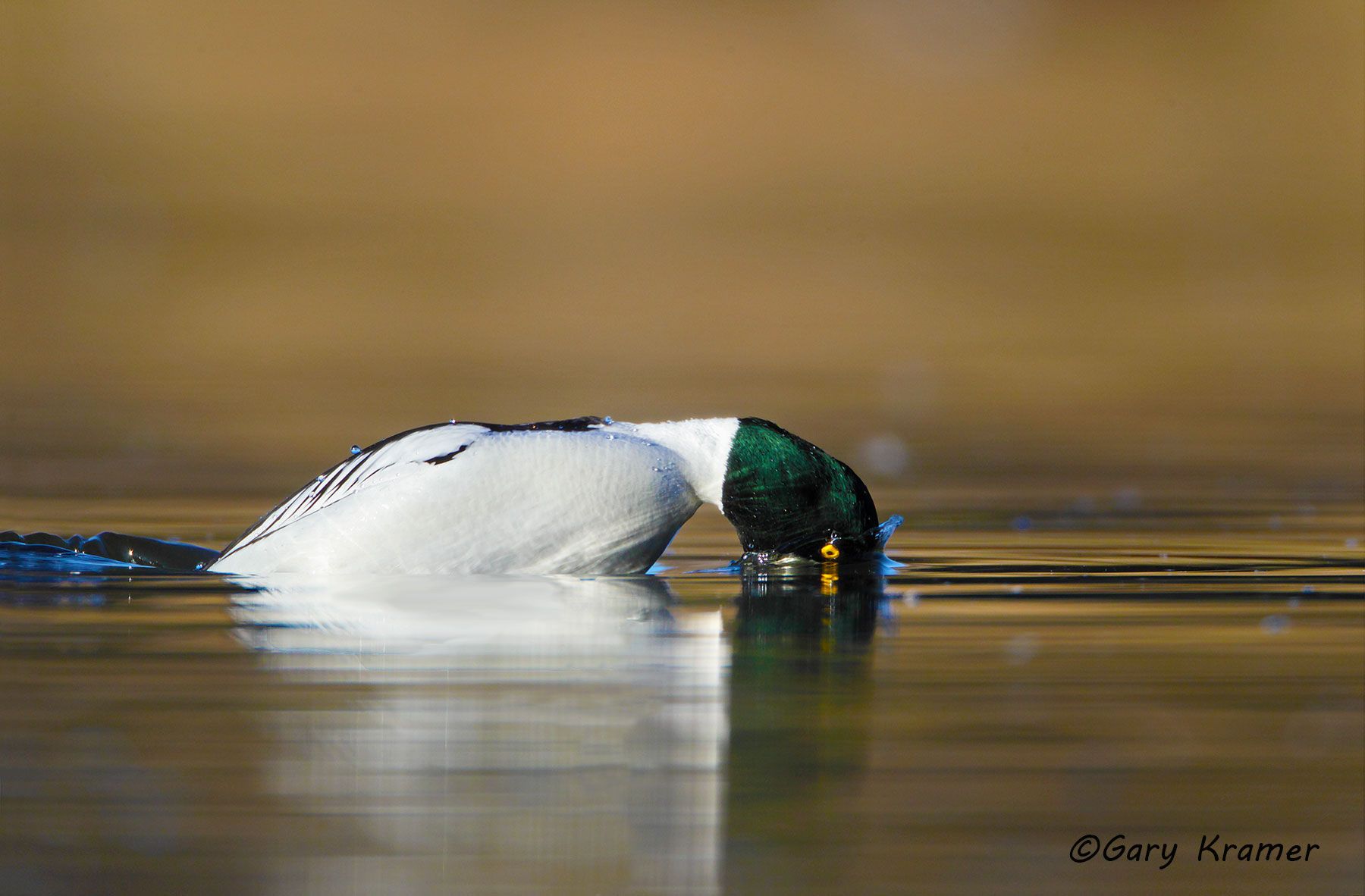 Common Goldeneye (Bucephala clangula) Common Goldeneye (Bucephala clangula) - NBWGc#521d