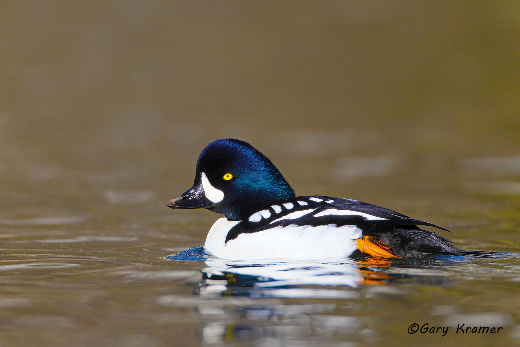 Barrow's Goldeneye (Bucephala islandica) Barrow's Goldeneye (Bucephala islandica) - NBWGb#118d