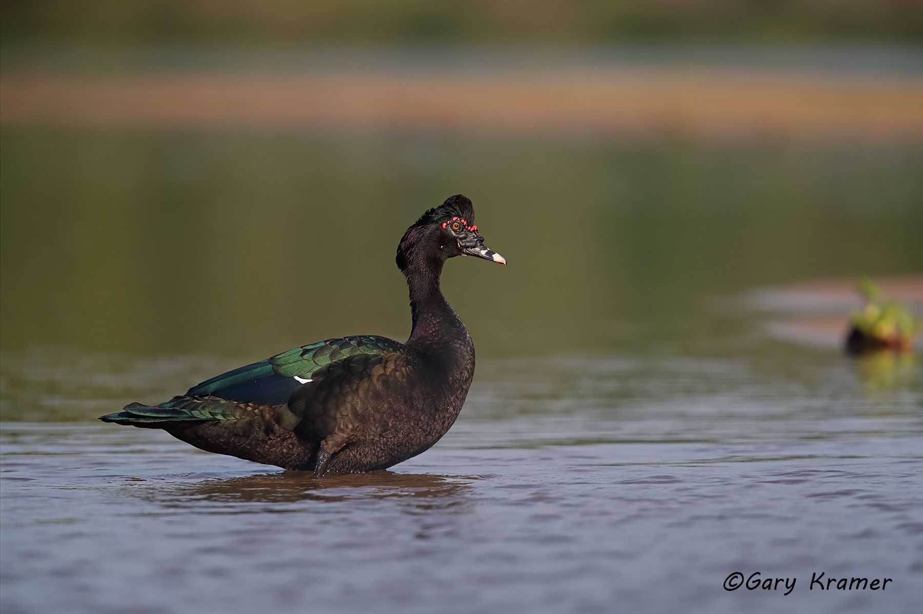 Muscovy Duck (Cairina moschata) Bolivia - NBWMc#071d