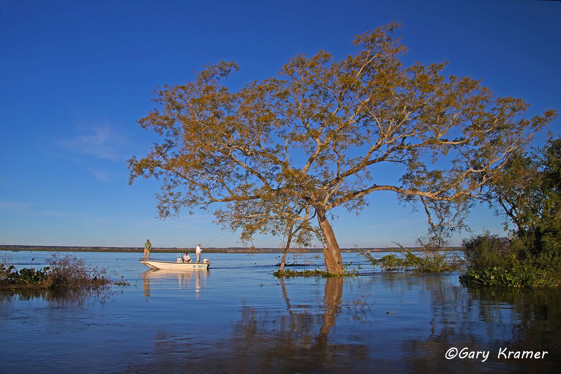 Fly Fishing for Golden Dorado, Argentina/Uruguay Flyfishing for Golden Dorado, Argentina - SFDff#140d