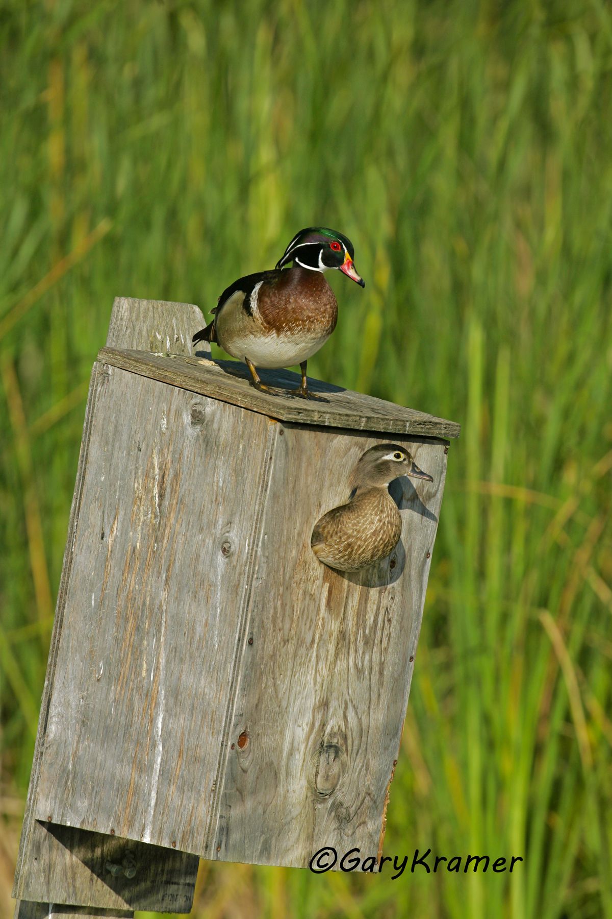 Wood Duck (Aix sponsa) - NBWWd#760d