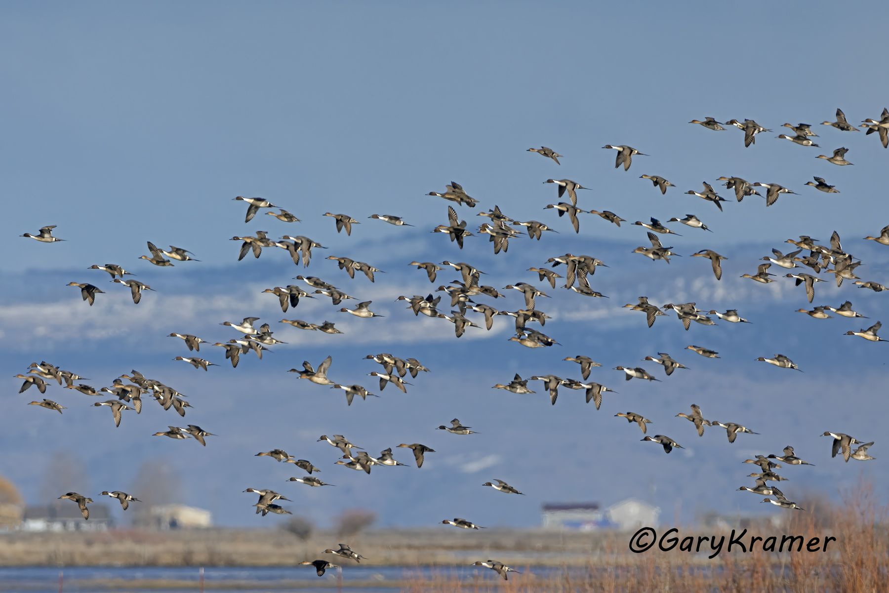 Northern Pintail (Anas acuta) - NBWP(c)#859d
