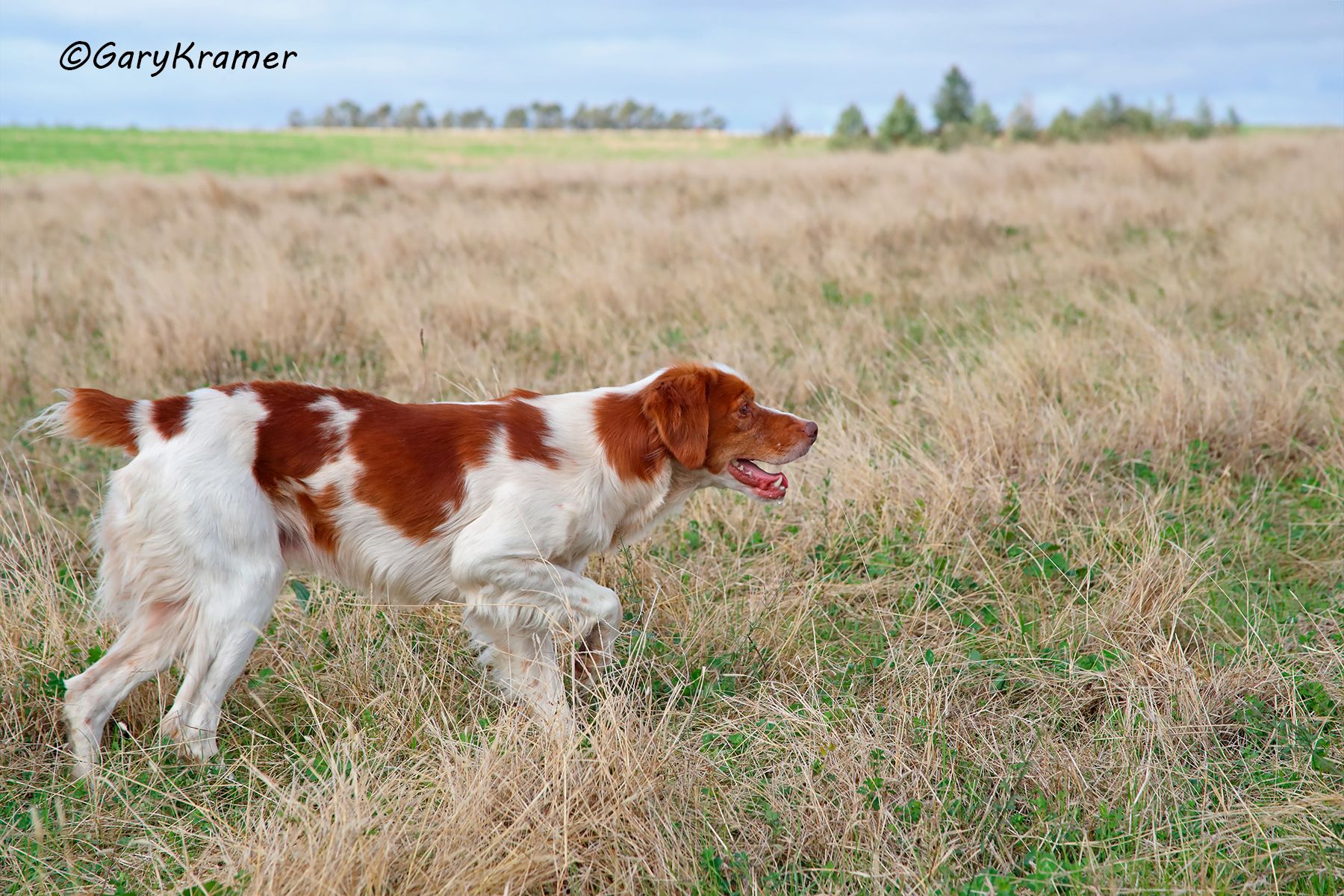 Brittany Brittany - HDB#071d