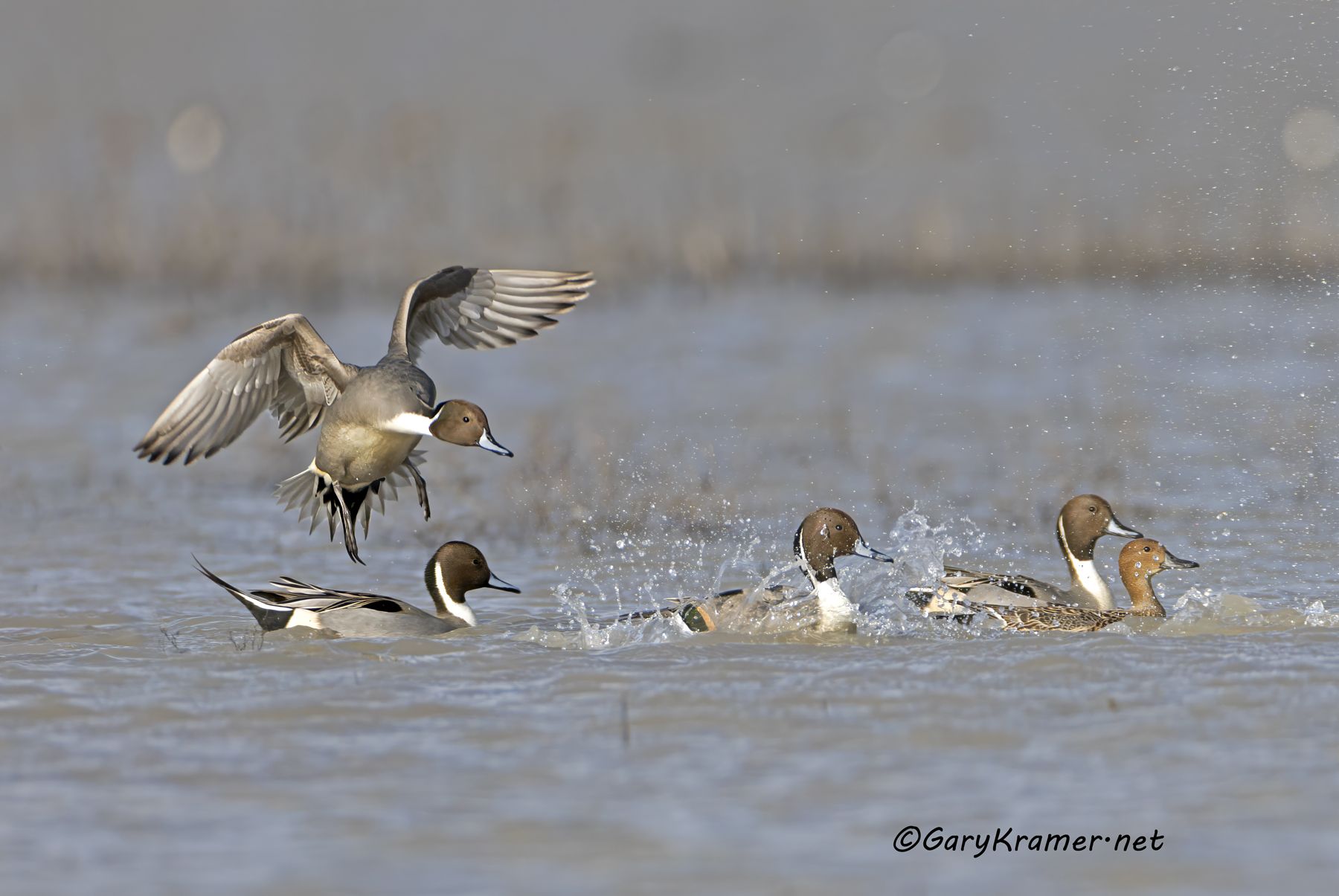 Northern Pintail (Anas acuta) - NBWP(c)#1244d(3)