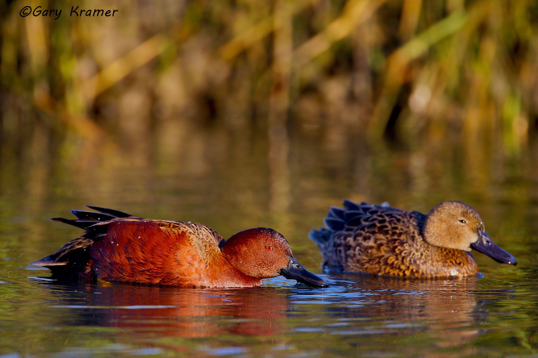 Cinnamon Teal (Spatula cyanoptera) by GaryKramer.net, 530-934-3873, gkramer@cwo.com Cinnamon Teal (Spatula cyanoptera) - NBWTc#301d