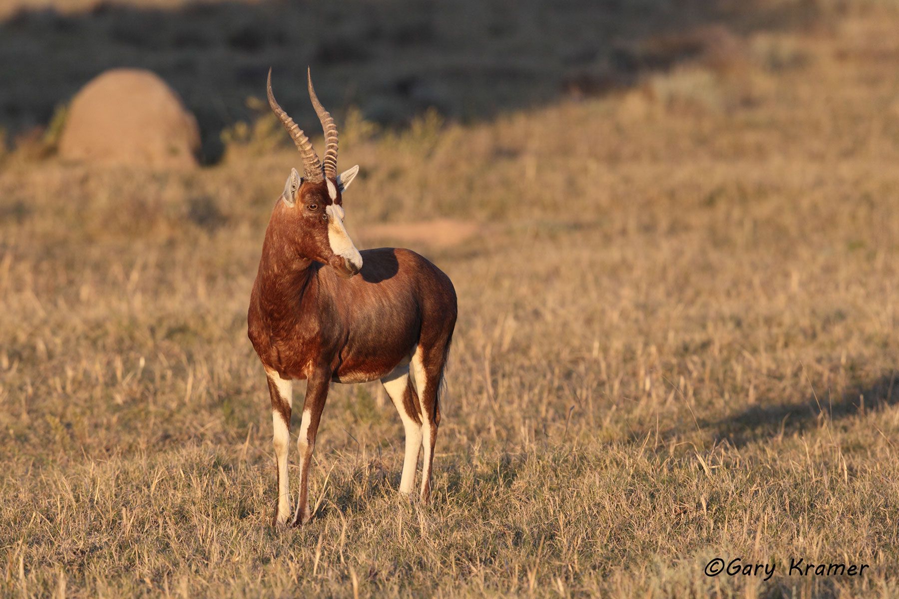 Blesbok (Damaliseus dorcas dorcas) Blesbok (Damaliseus dorcas dorcas) - AMUBl#087d