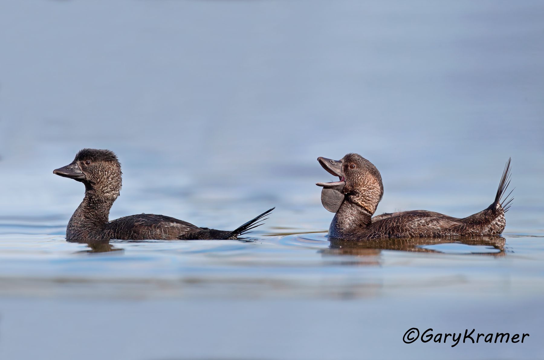 Musk Duck (Biziura lobata)  Musk Duck (Biziura lobata) - OBWDm#246d(2)