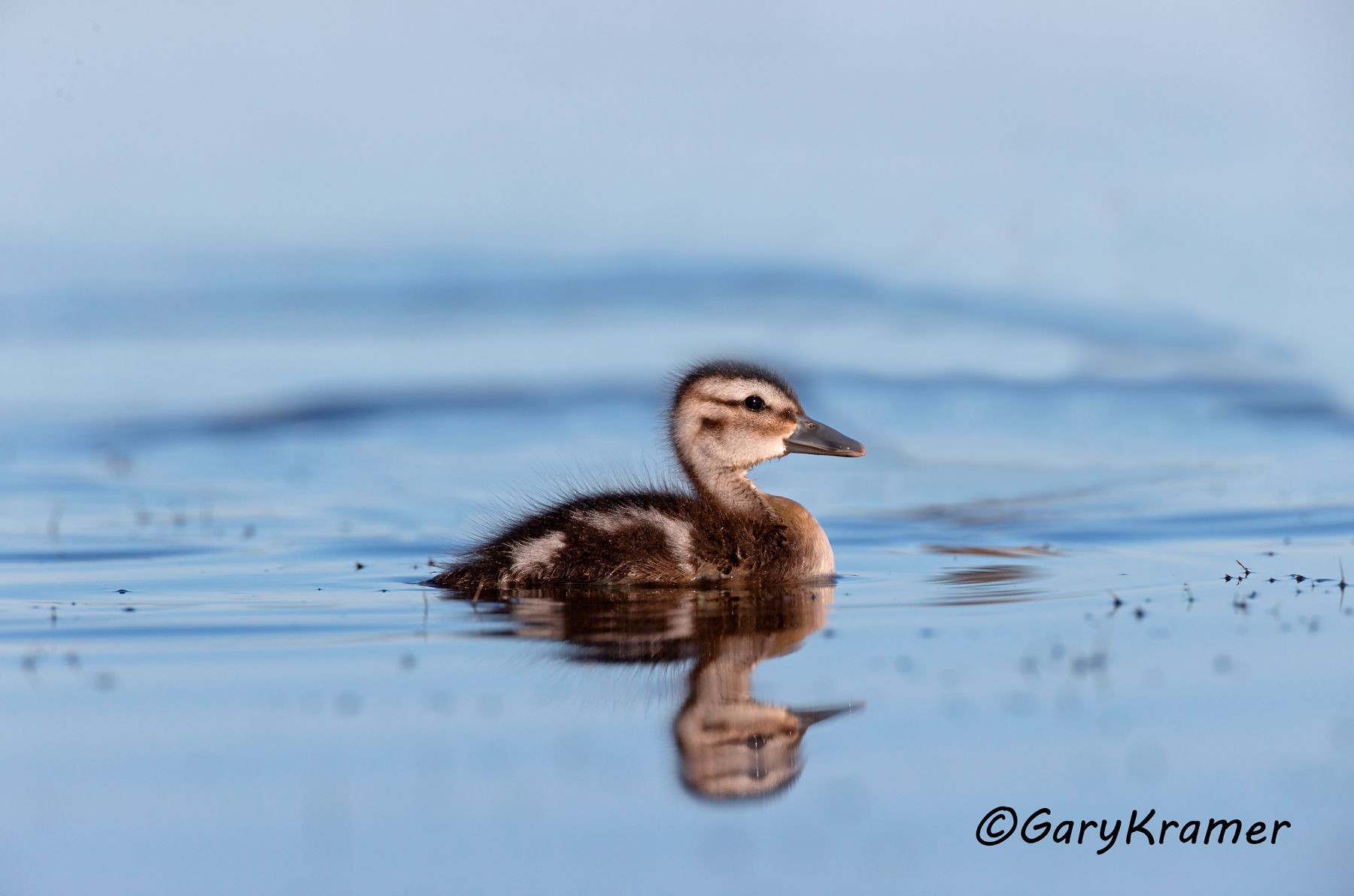 Northern Pintail (Anas acuta) - NBWP#9481d