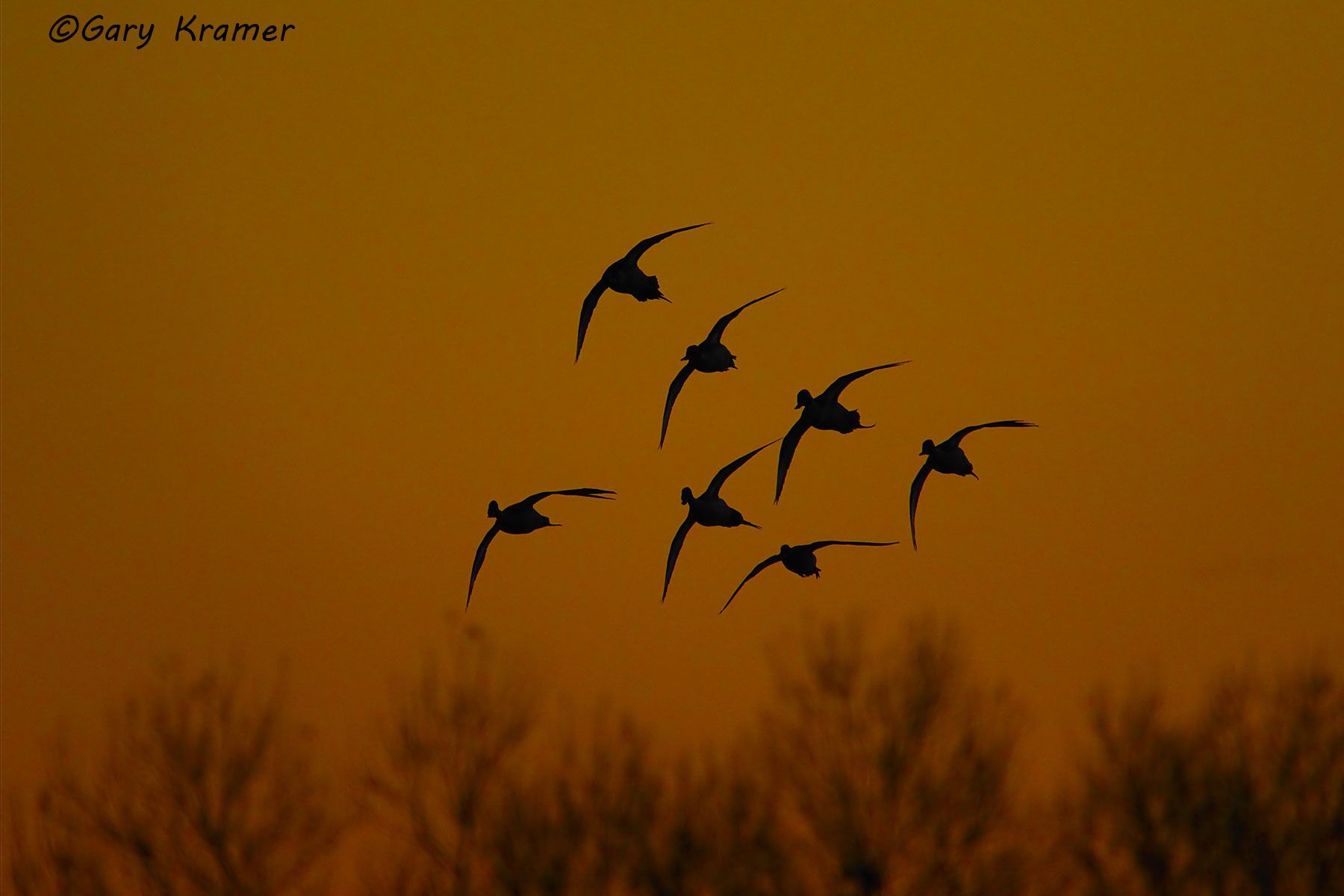 Northern Pintail (Anas acuta)  - NBWP#2980d