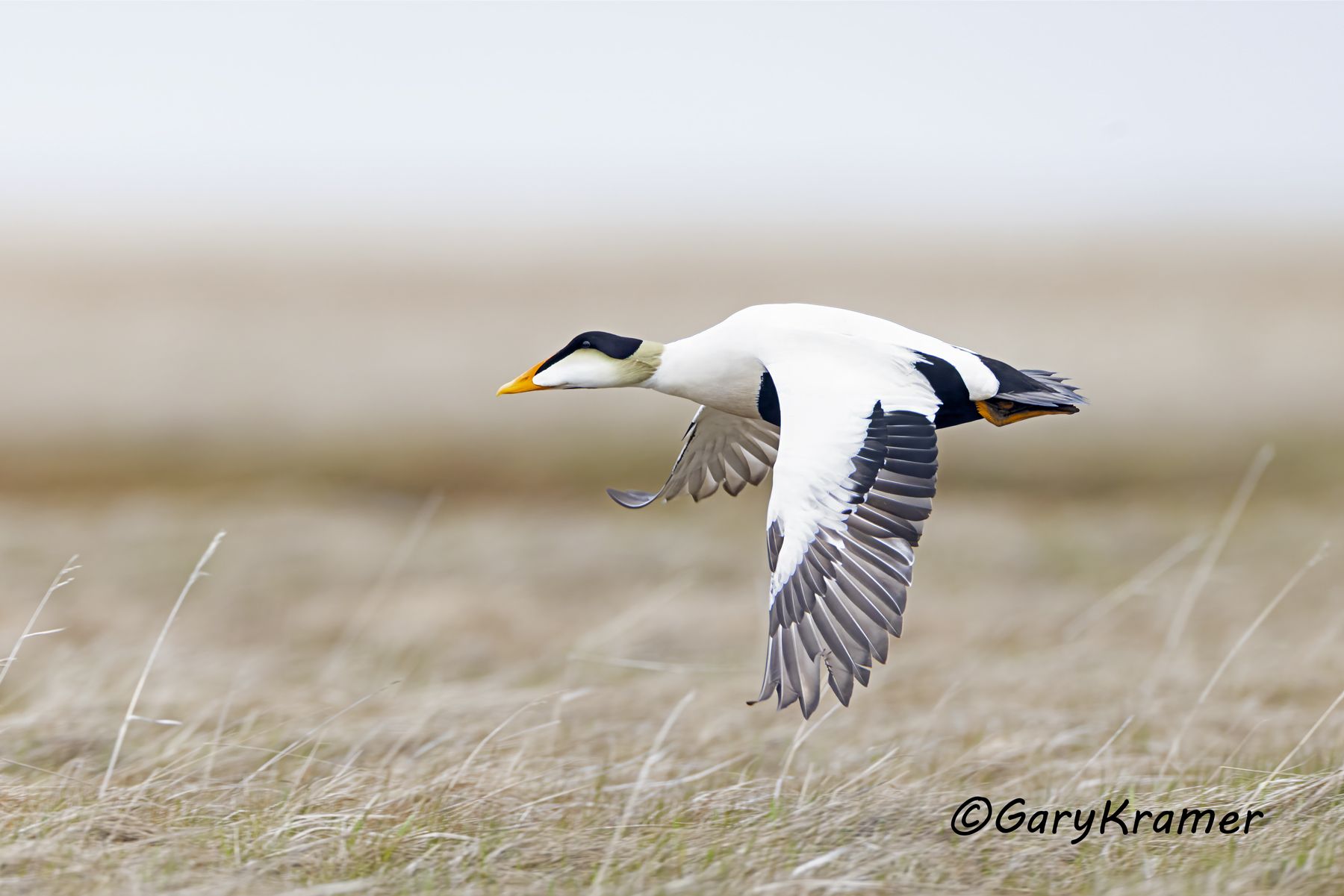 Common Eider (Pacific) (Somateria mollissima nigra) - NBWEp#338d