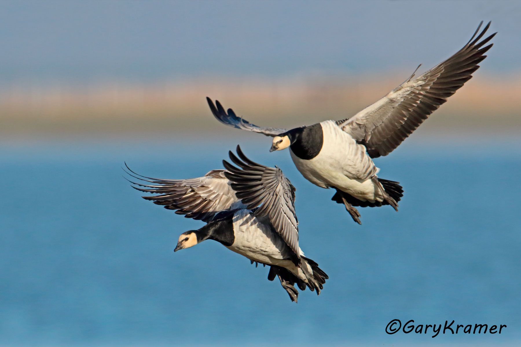Barnacle Goose (Branta leucopsis) Barnacle Goose (Branta leucopsis) - EBWGb#115d