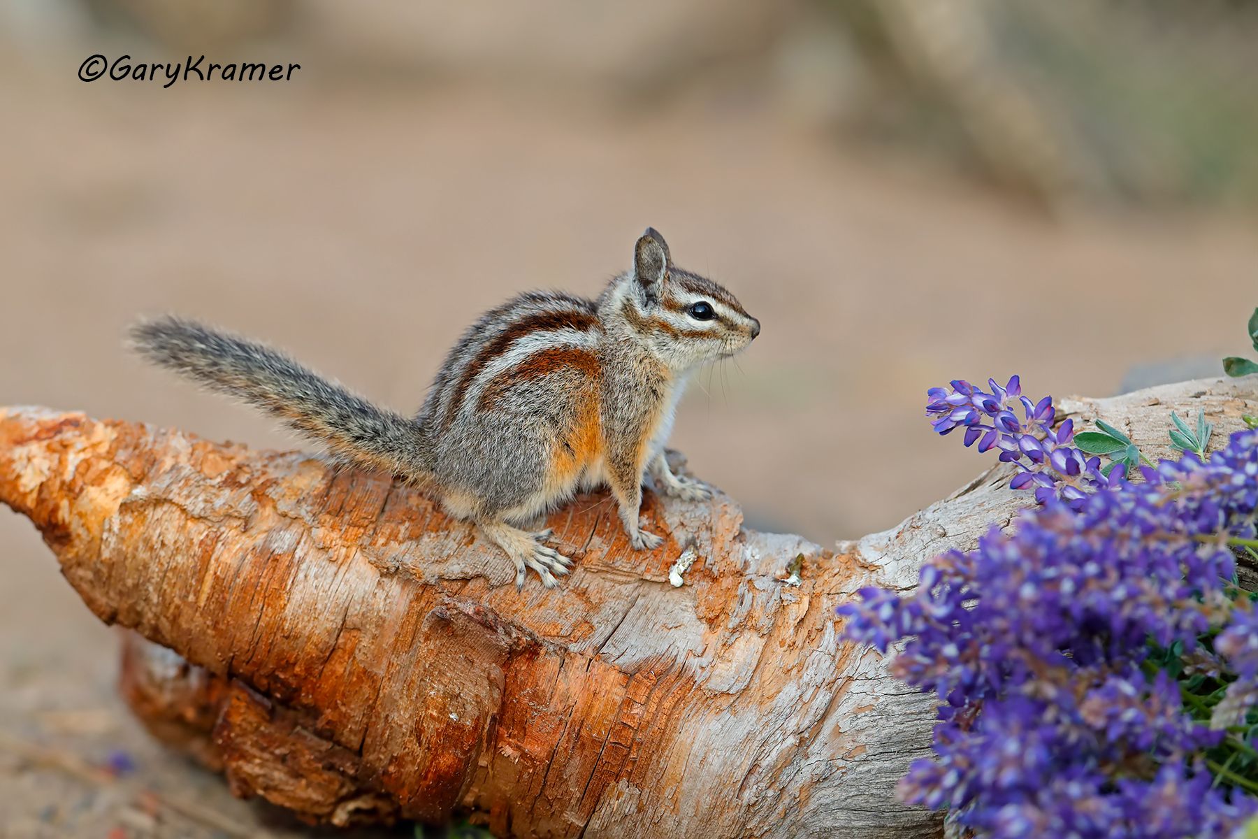 Yellow Pine Chipmunk (Eutamias amoenus) Yellow Pine Chipmunk (Eutamias amoenus)  - NMOCy#051d