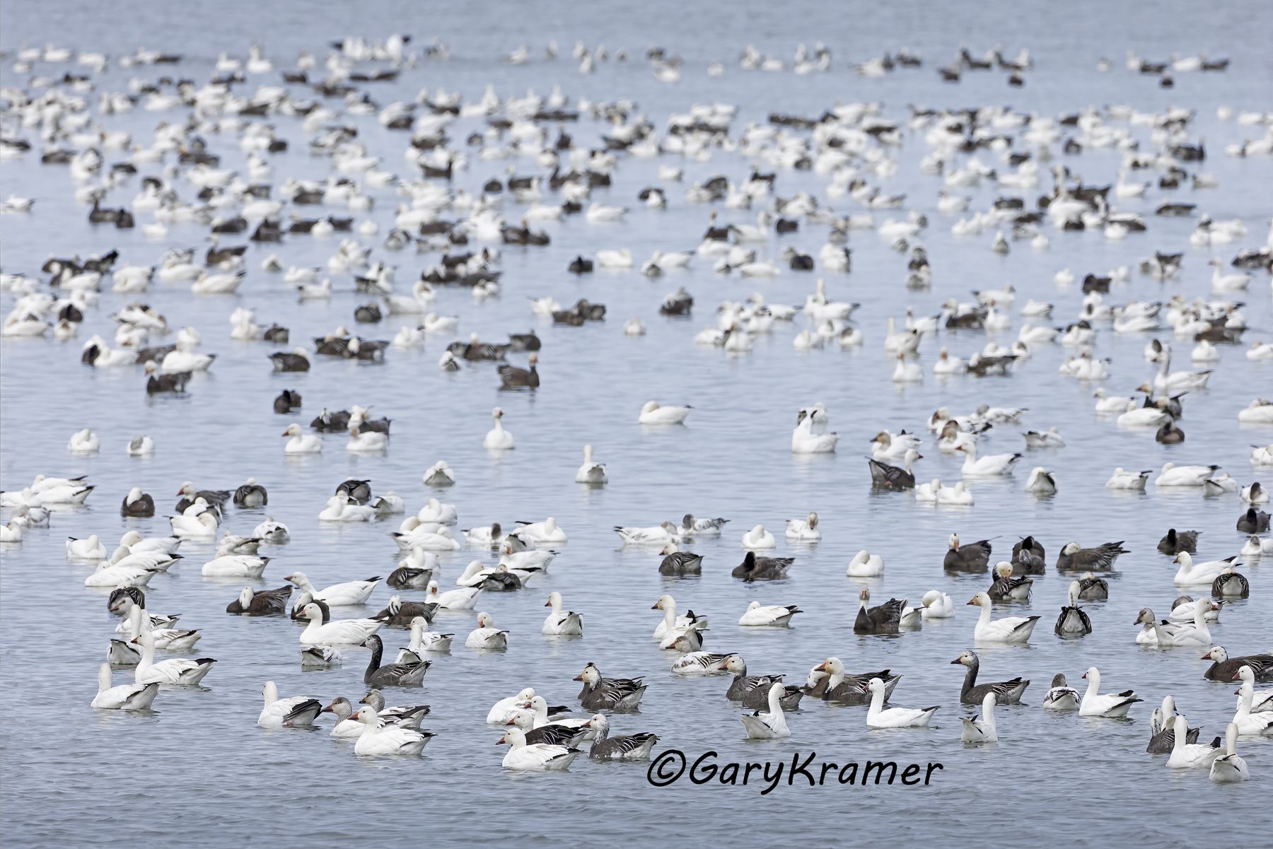 Lesser Snow Goose (Anser caerulescens) - NBWSg#3409d